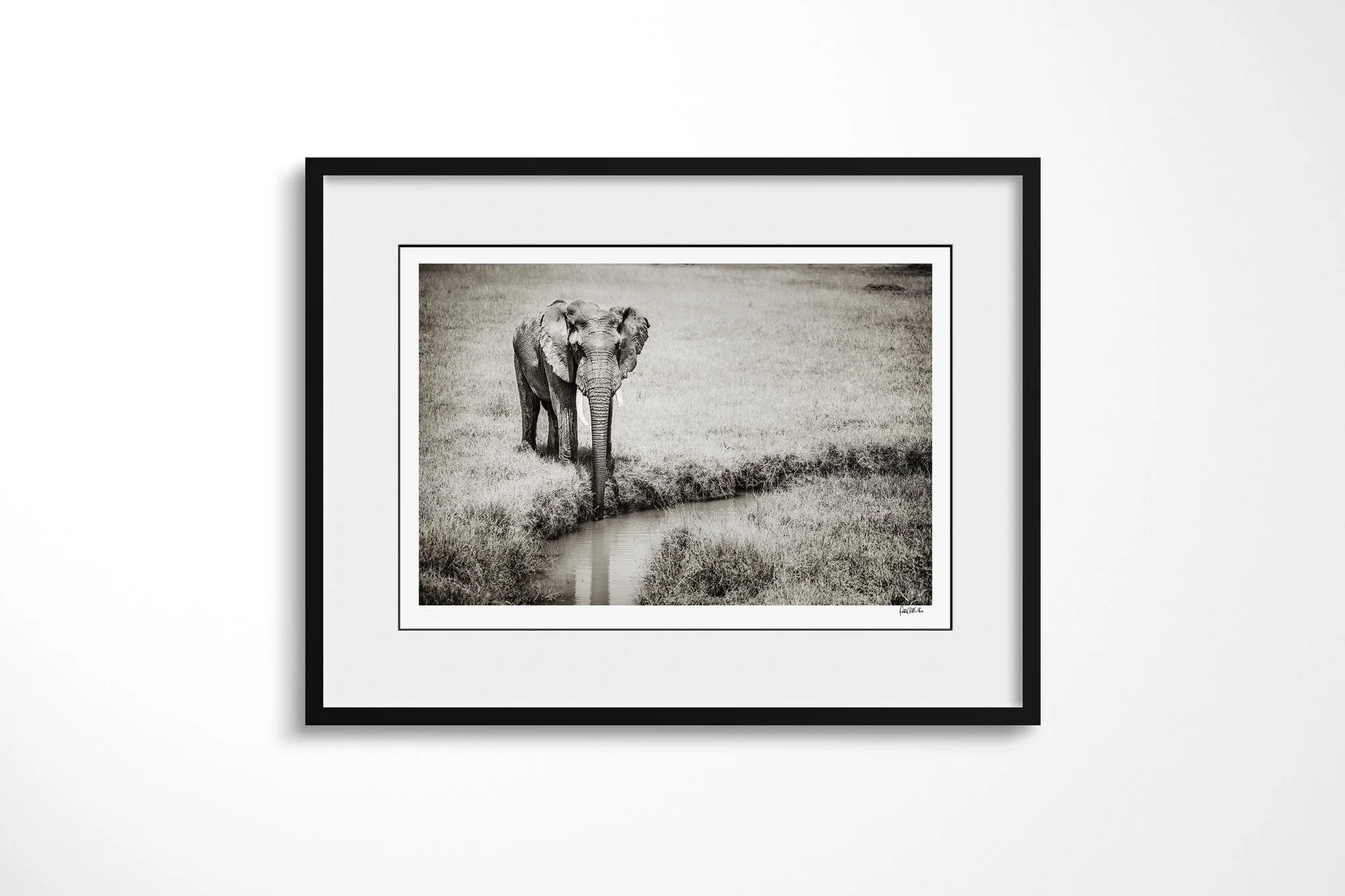 Framed presentation of Tusker with a white mount and black frame, showing solitary African savanna elephant with long tusks standing on grass beside a narrow water channel.