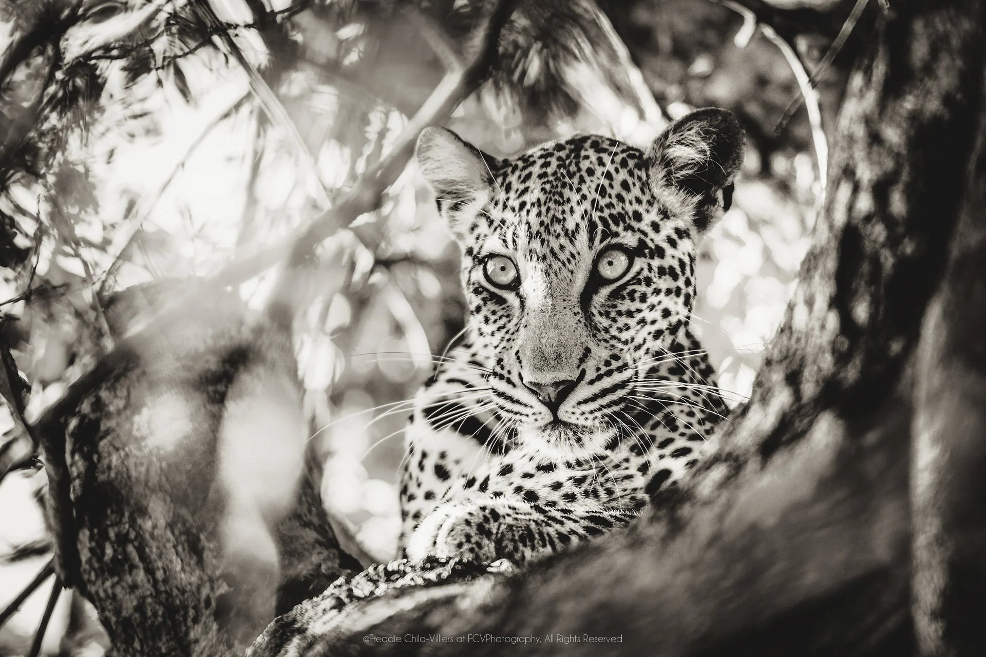 Leopard resting between crossing tree branches, looking directly towards the camera.