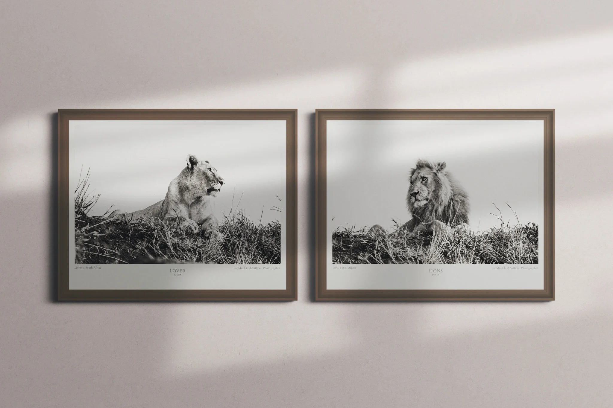Lover Lions.jpg