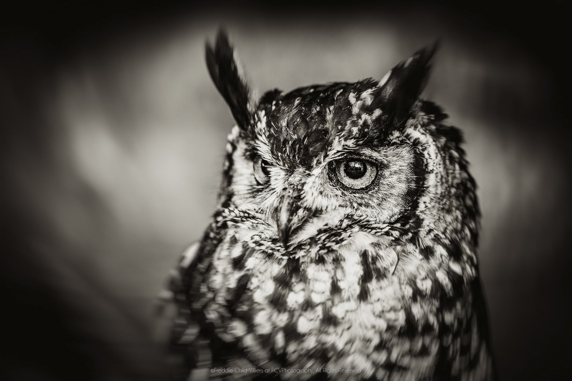 Close portrait of an eagle-owl with prominent ear tufts, large eyes and densely mottled plumage.