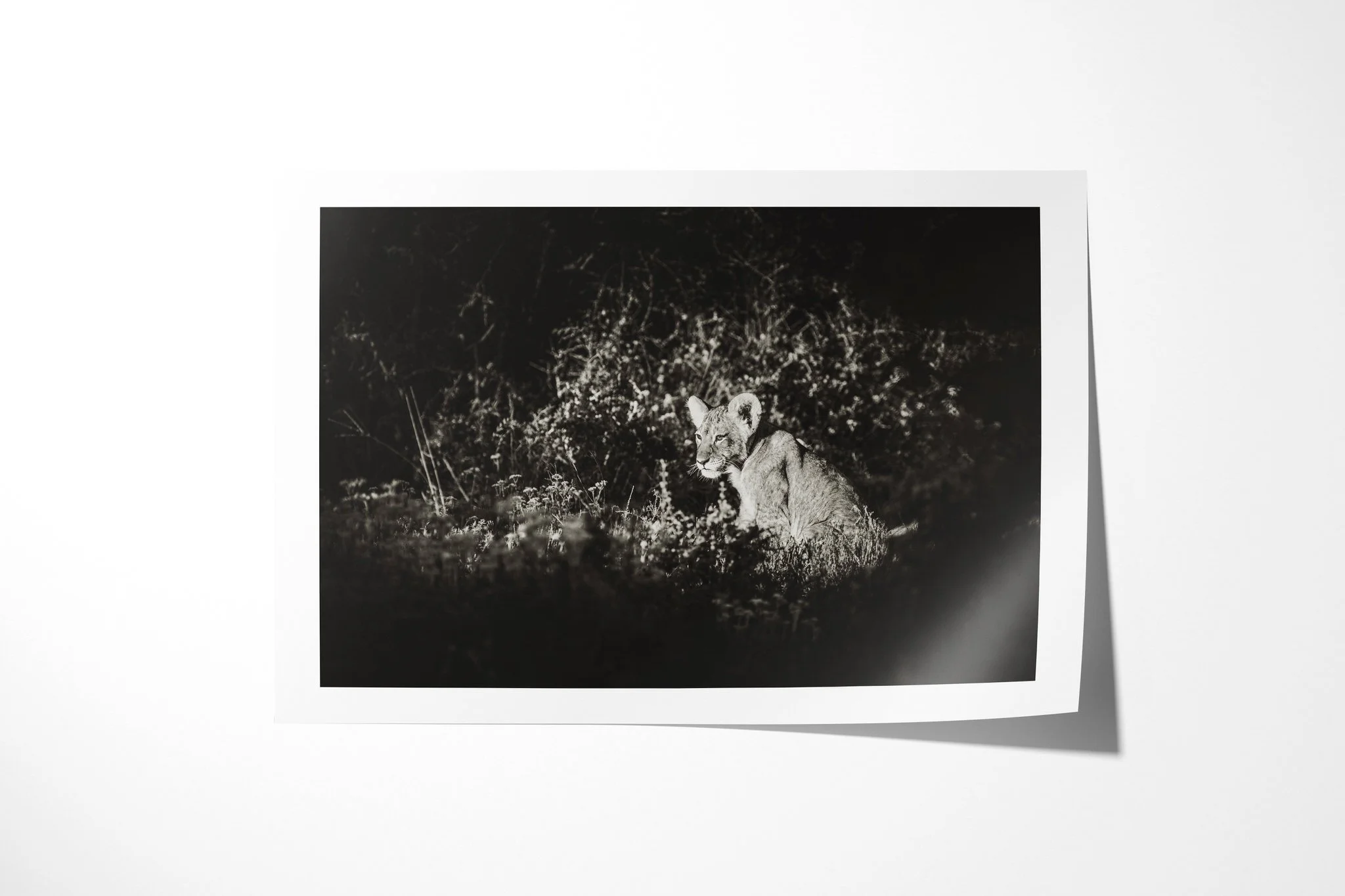 Fine art paper print of Stare, showing lion cub sitting in deep shadow among grass, with its face and rounded ears picked out by light.