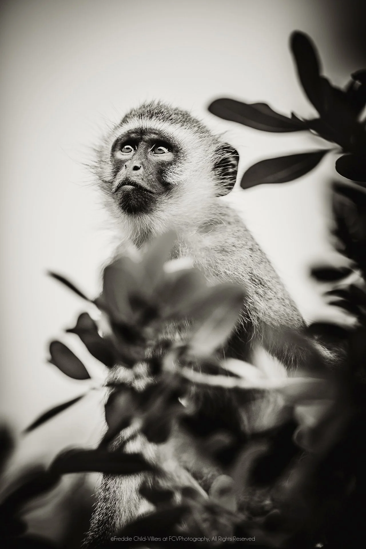 Vervet-type monkey among leafy branches, looking upward with a dark face and pale brow.