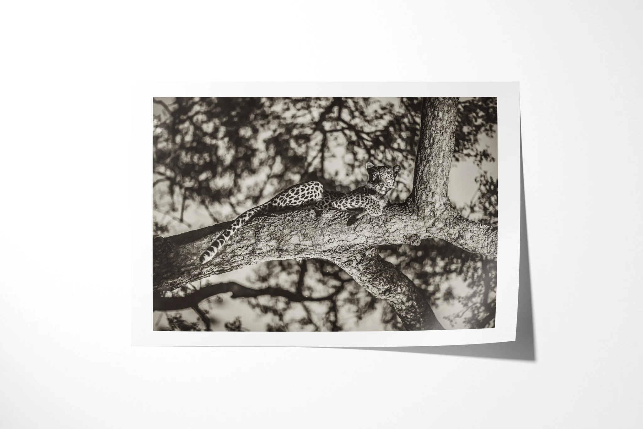 Fine art paper print of Safeguard, showing leopard stretched along a broad tree branch with forelegs forward and head raised.