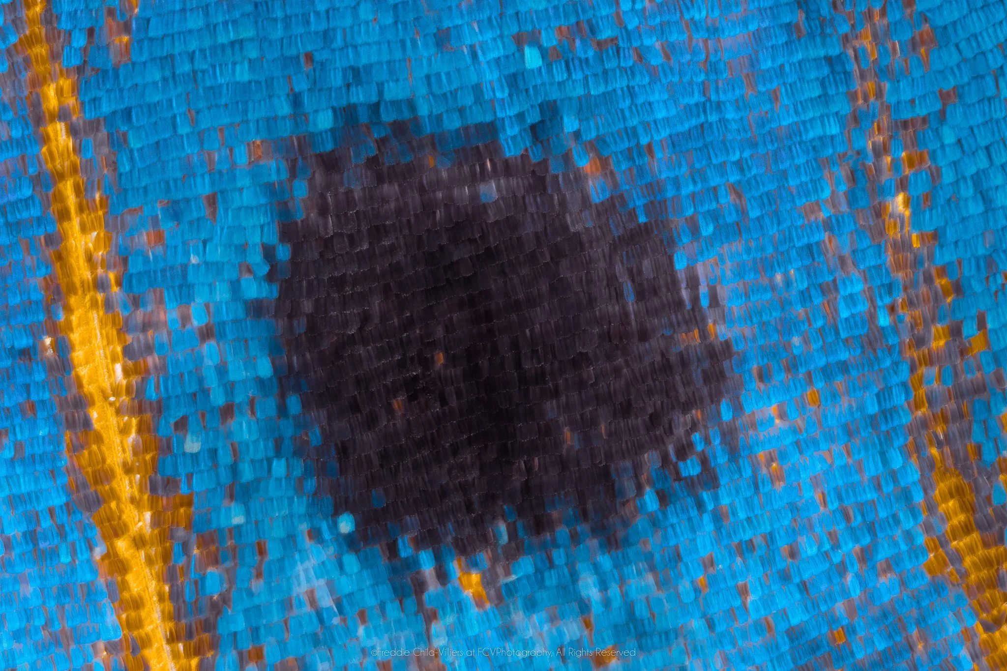 Junonia temora - Junoniini Tribe III