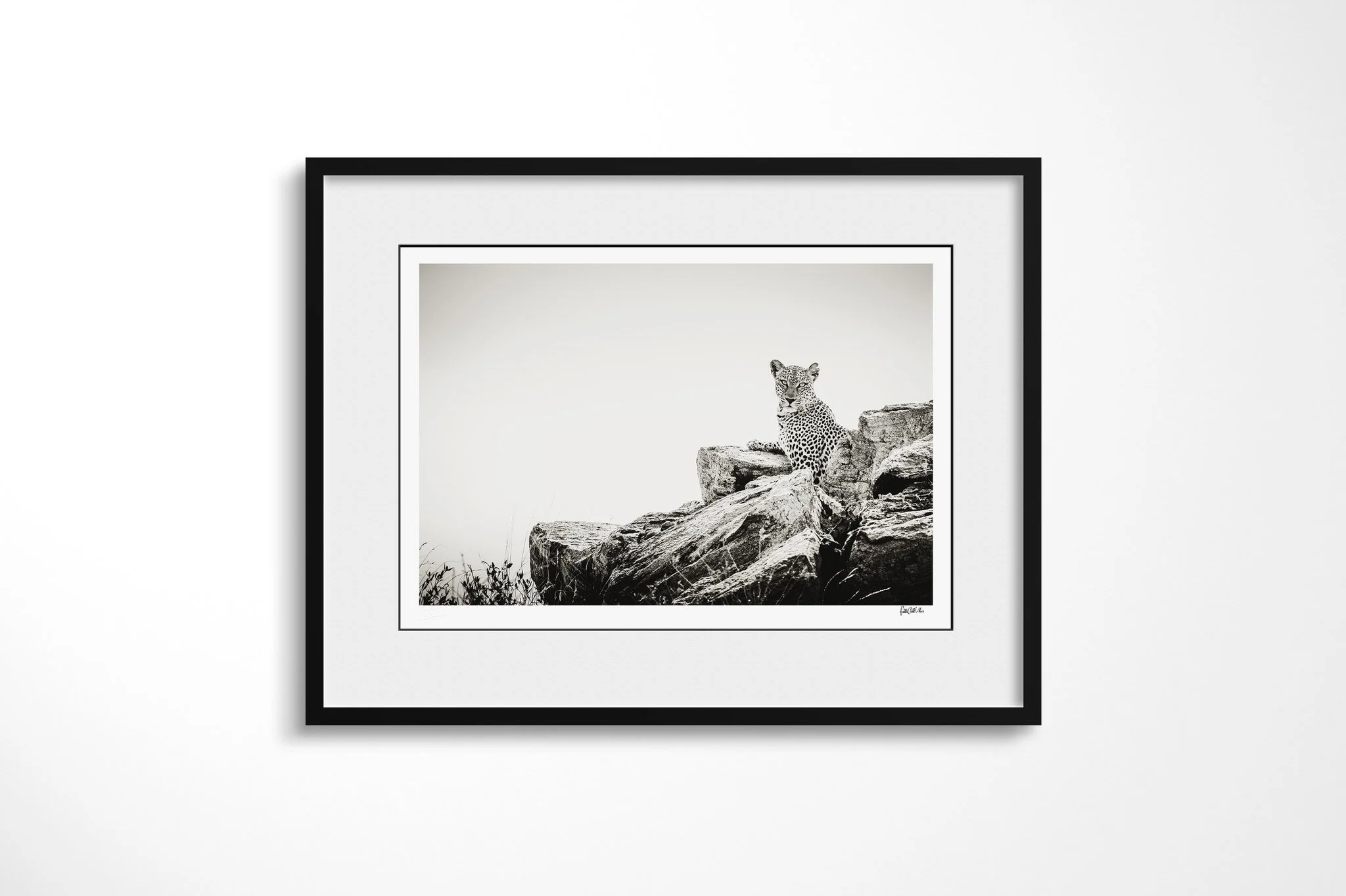 Framed presentation of Gaze with a white mount and black frame, showing leopard poised on a rock outcrop, looking outward against a bright uncluttered background.