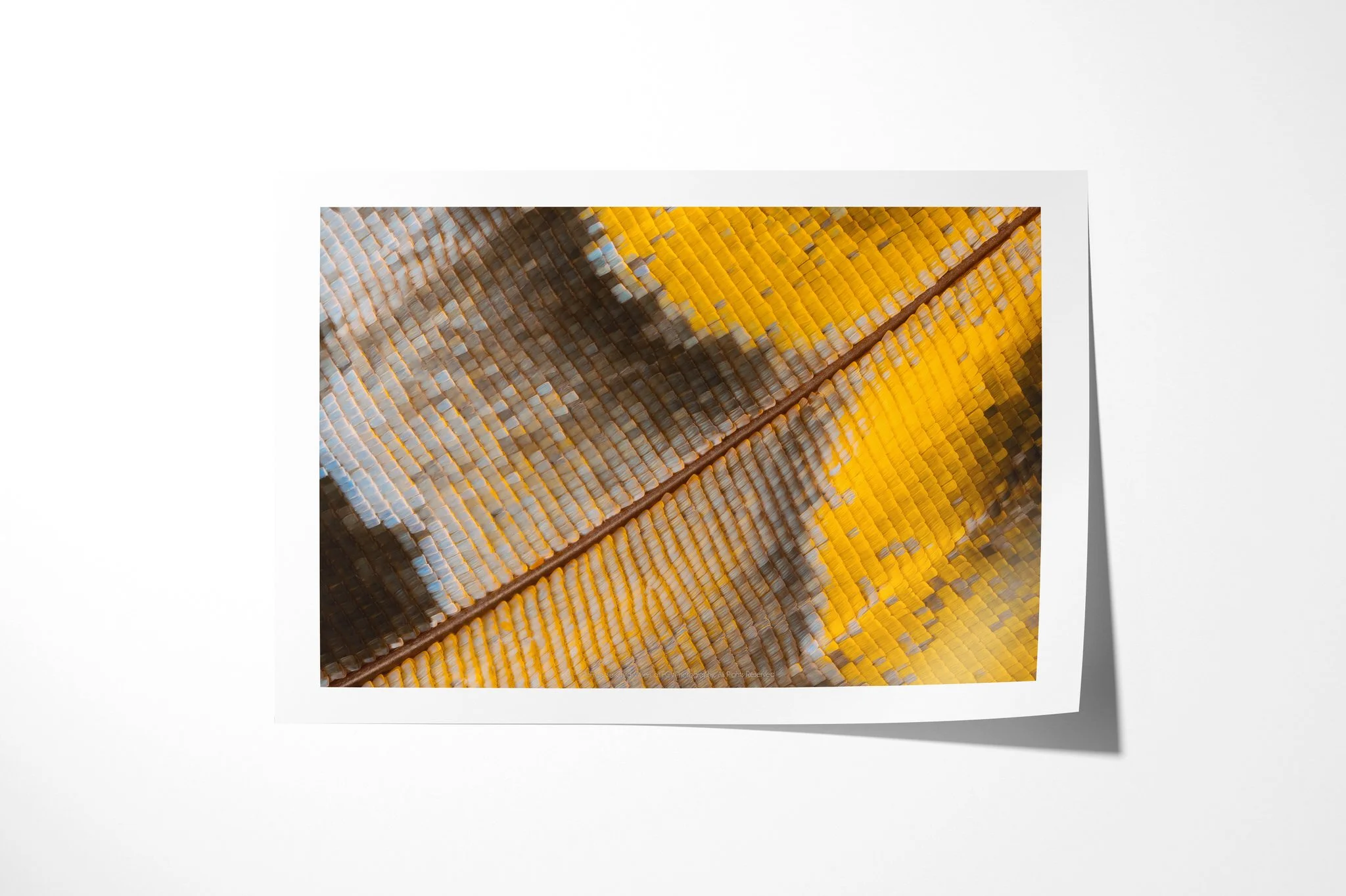 Fine art paper print of Charaxes bipunctatus - Nymphalini Tribe IIII, showing ochre, pale blue-grey and charcoal wing scales divided by a diagonal brown vein.