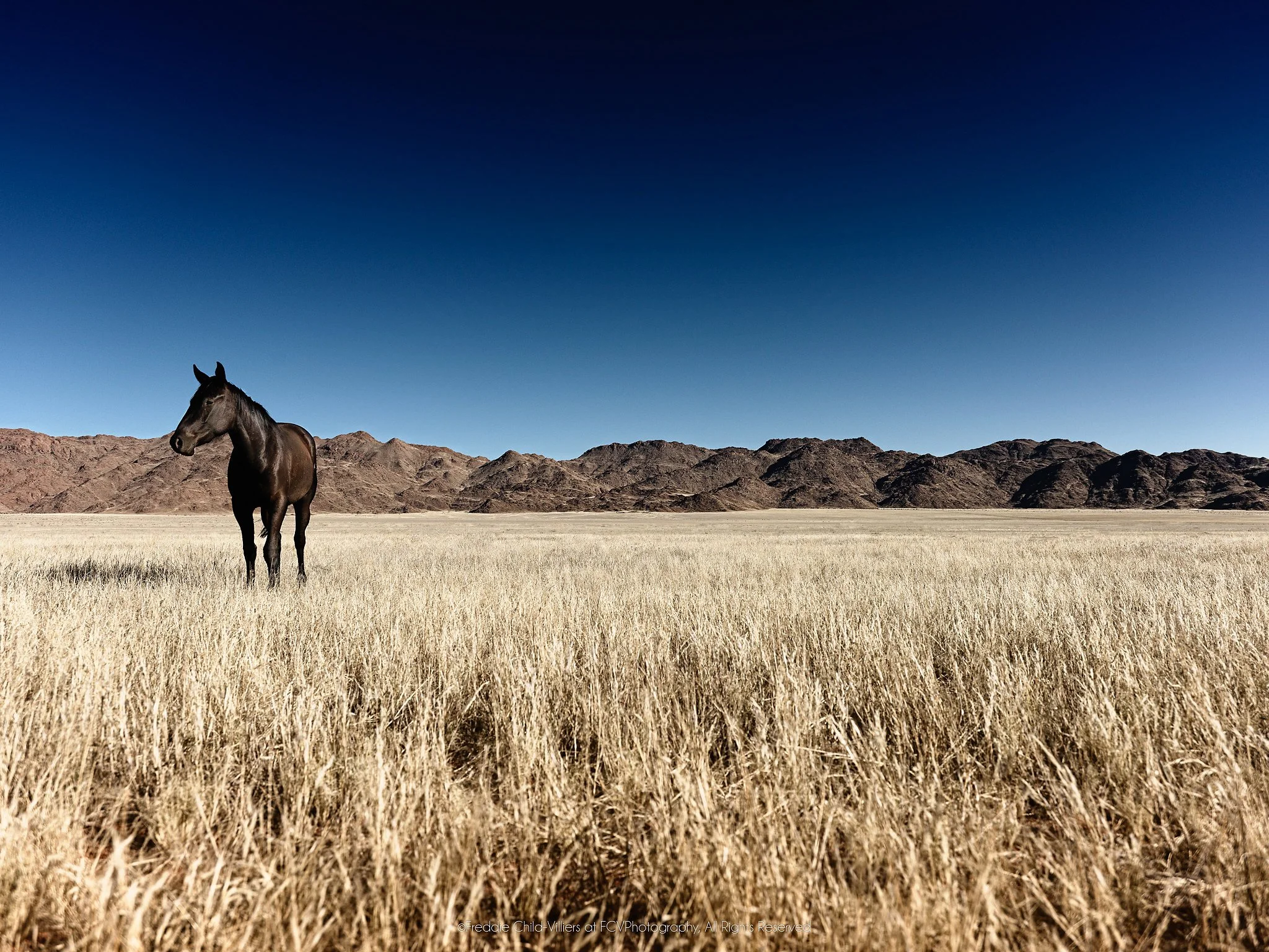 Lone dark horse standing in pale dry grass before rugged arid mountains beneath a deep blue sky.