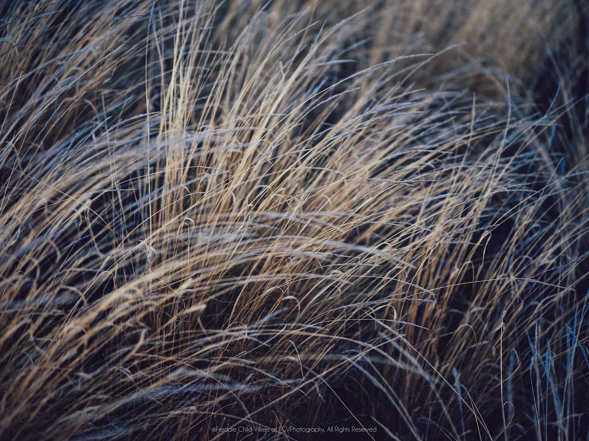 Dry grass stems blurred into sweeping pale lines across a deep blue-black background.