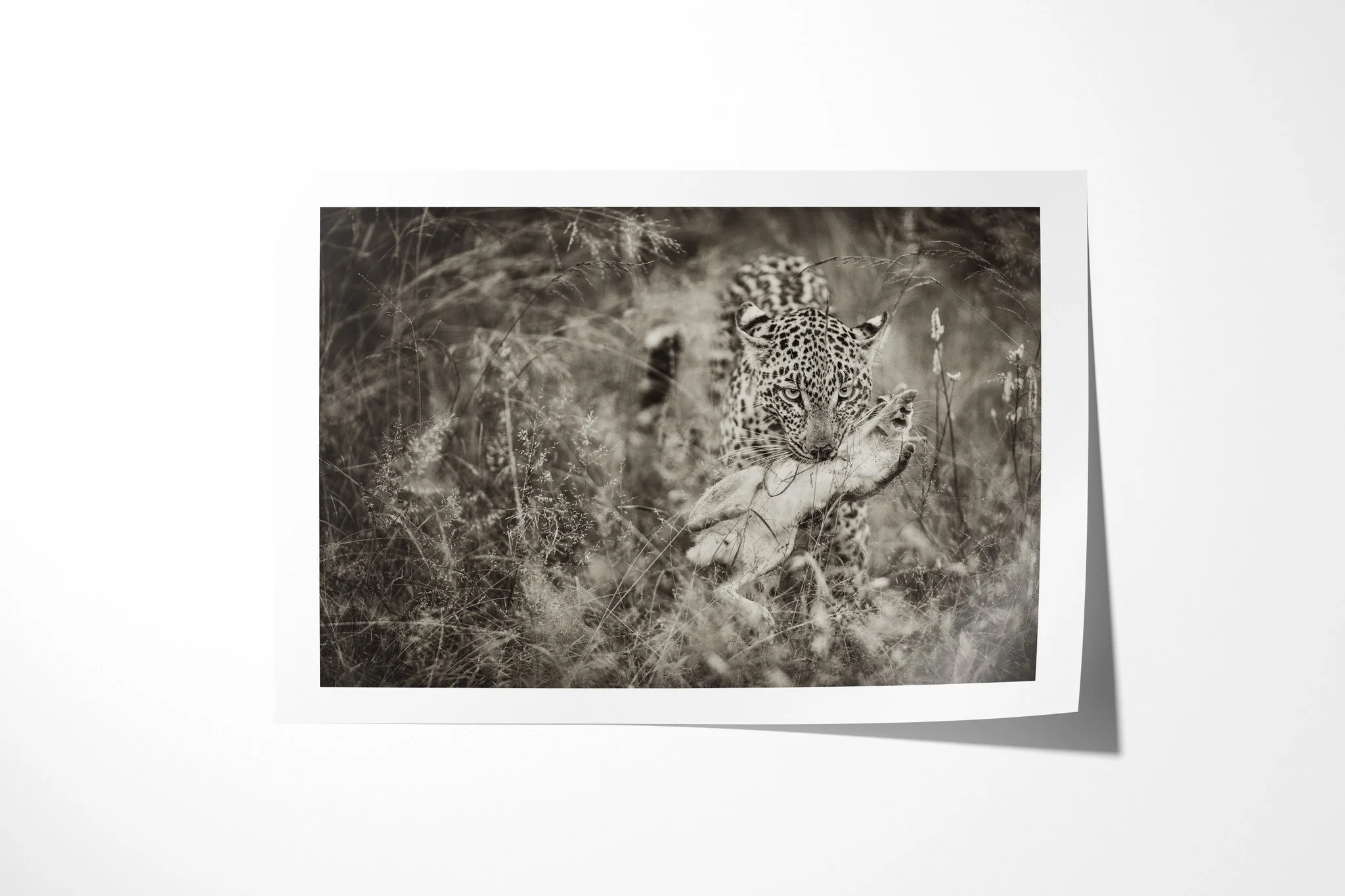 Fine art paper print of Capture, showing leopard standing in tall grass with scrub hare held in its jaws.