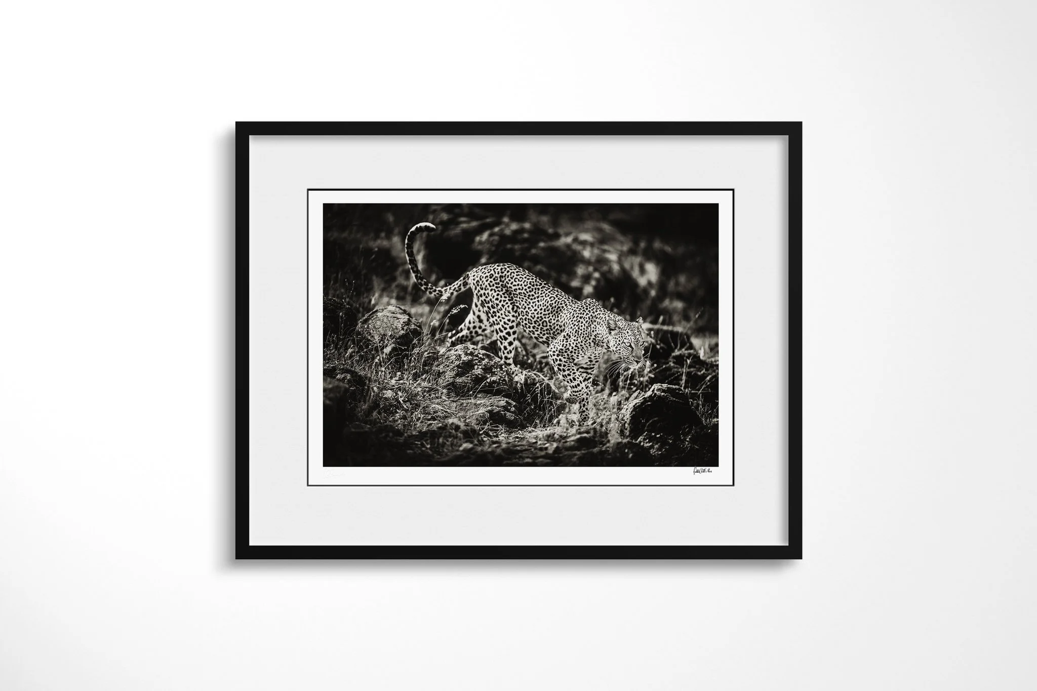 Framed presentation of Leopard II with a white mount and black frame, showing leopard moving down a rocky slope with one forepaw extended and its long tail raised in a curve.