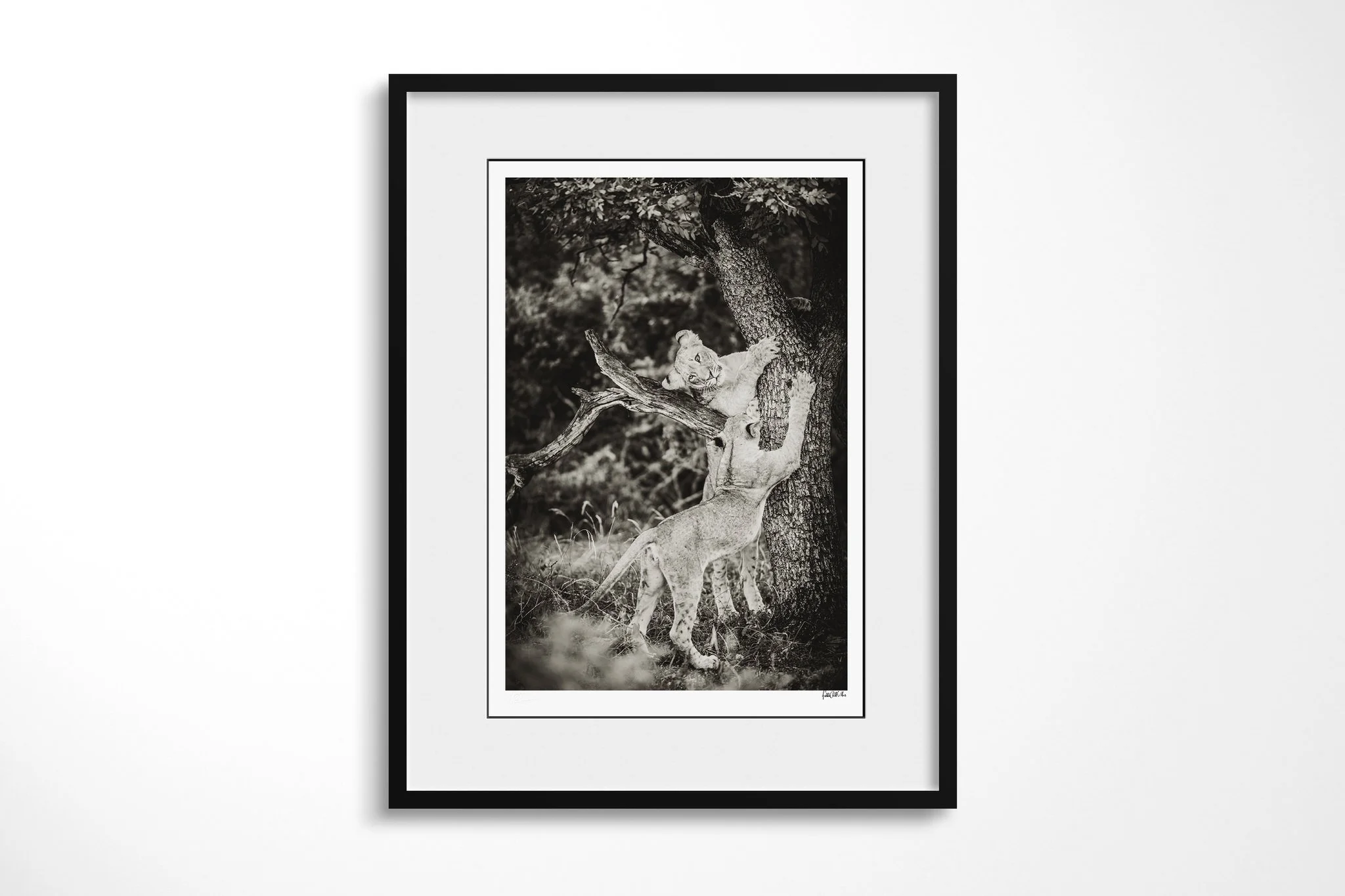 Framed presentation of Scratching Post with a white mount and black frame, showing two lion cubs around a rough tree trunk, one gripping the bark above the other.
