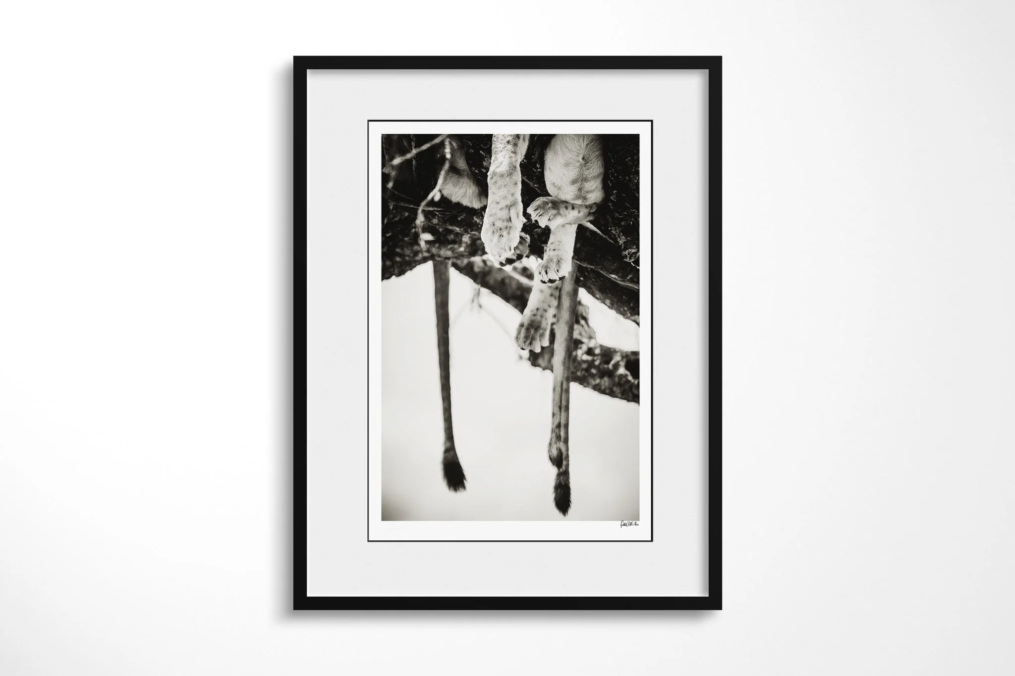 Framed presentation of Hanging II with a white mount and black frame, showing cropped view of lion paws and two tails hanging beneath a broad tree branch.