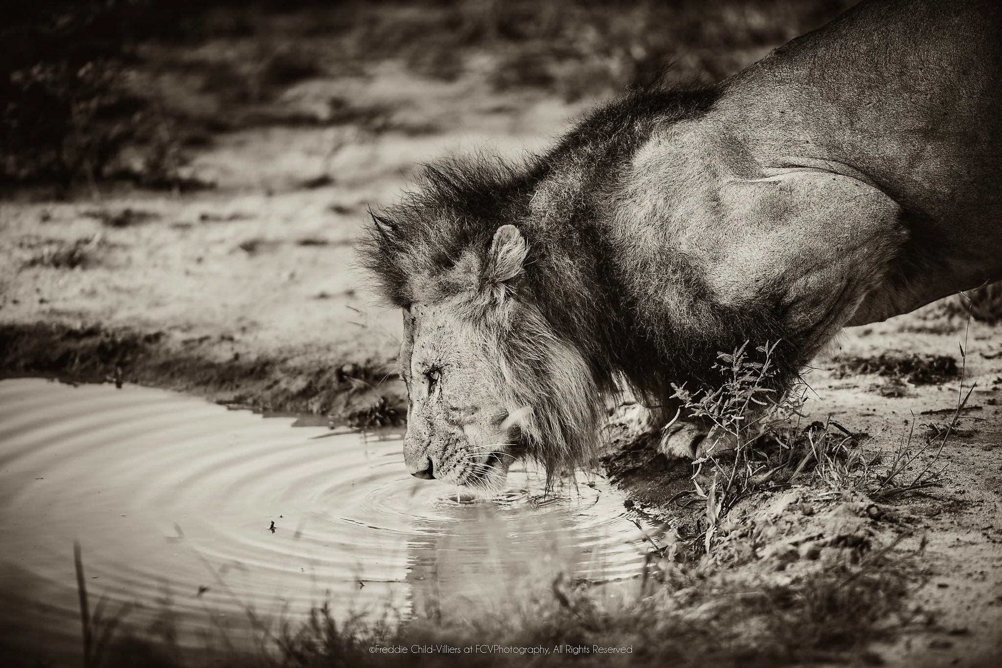 Maned male lion drinking at the edge of a small waterhole, with his reflection broken by ripples.