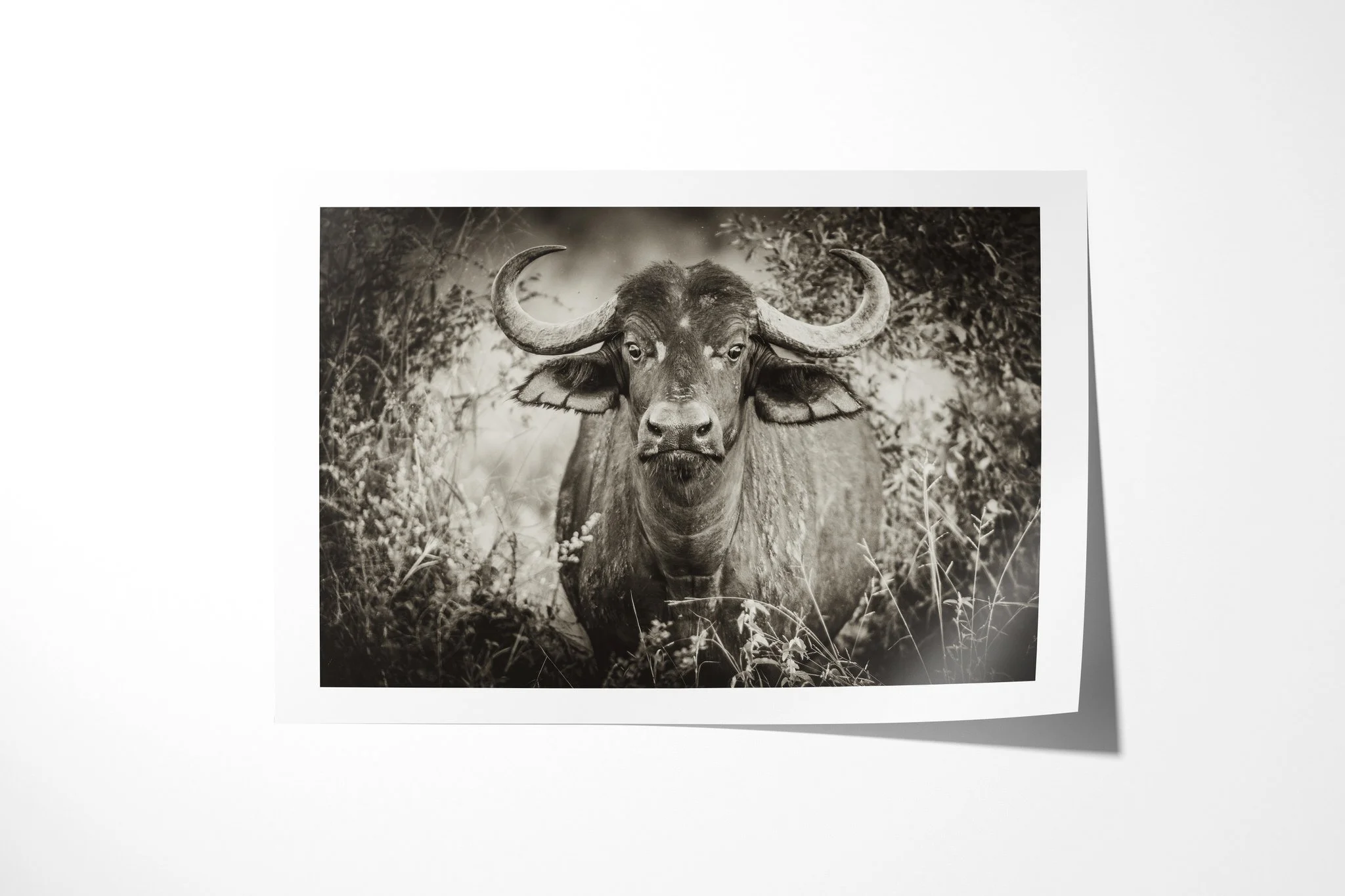 Fine art paper print of Baffled, showing african buffalo facing forward through grass and low brush, with broad horns and muzzle prominent.
