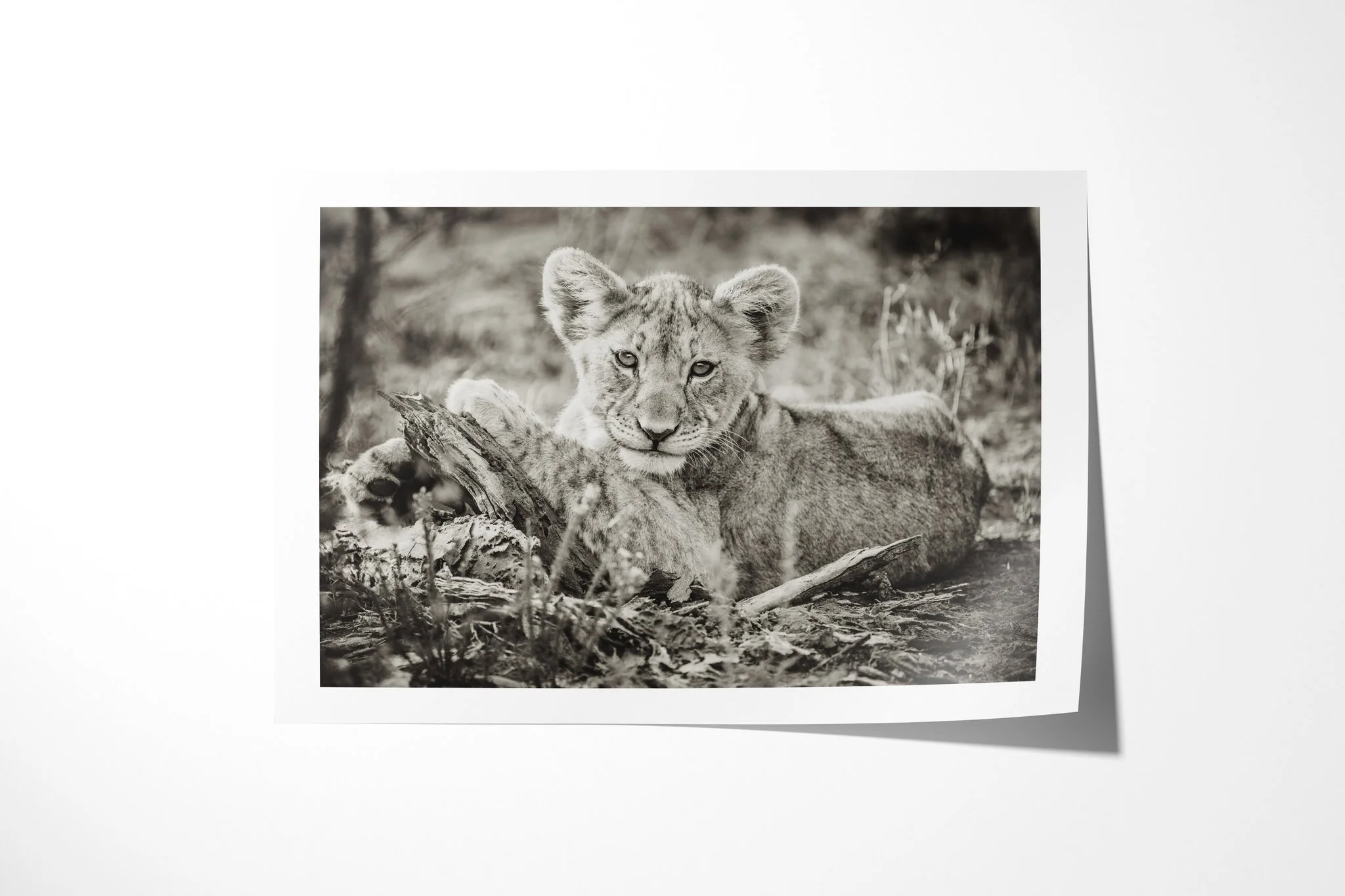 Fine art paper print of Lion Cub, showing lion cub reclining beside fallen wood, looking forward with its forepaws extended.