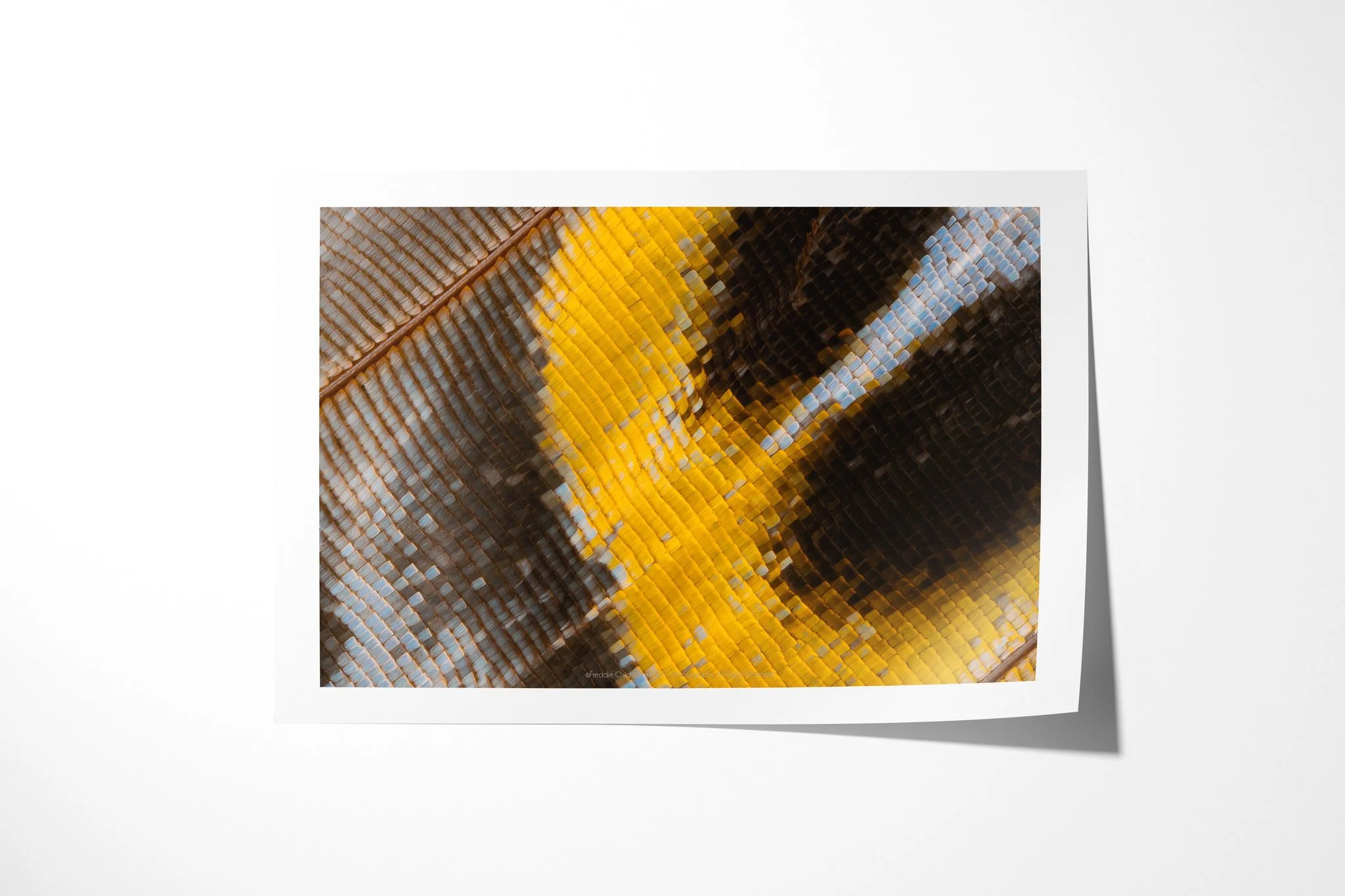Fine art paper print of Charaxes bipunctatus - Nymphalini Tribe III, showing orange-gold, black and blue-grey wing scales arranged around a sweeping yellow curve.