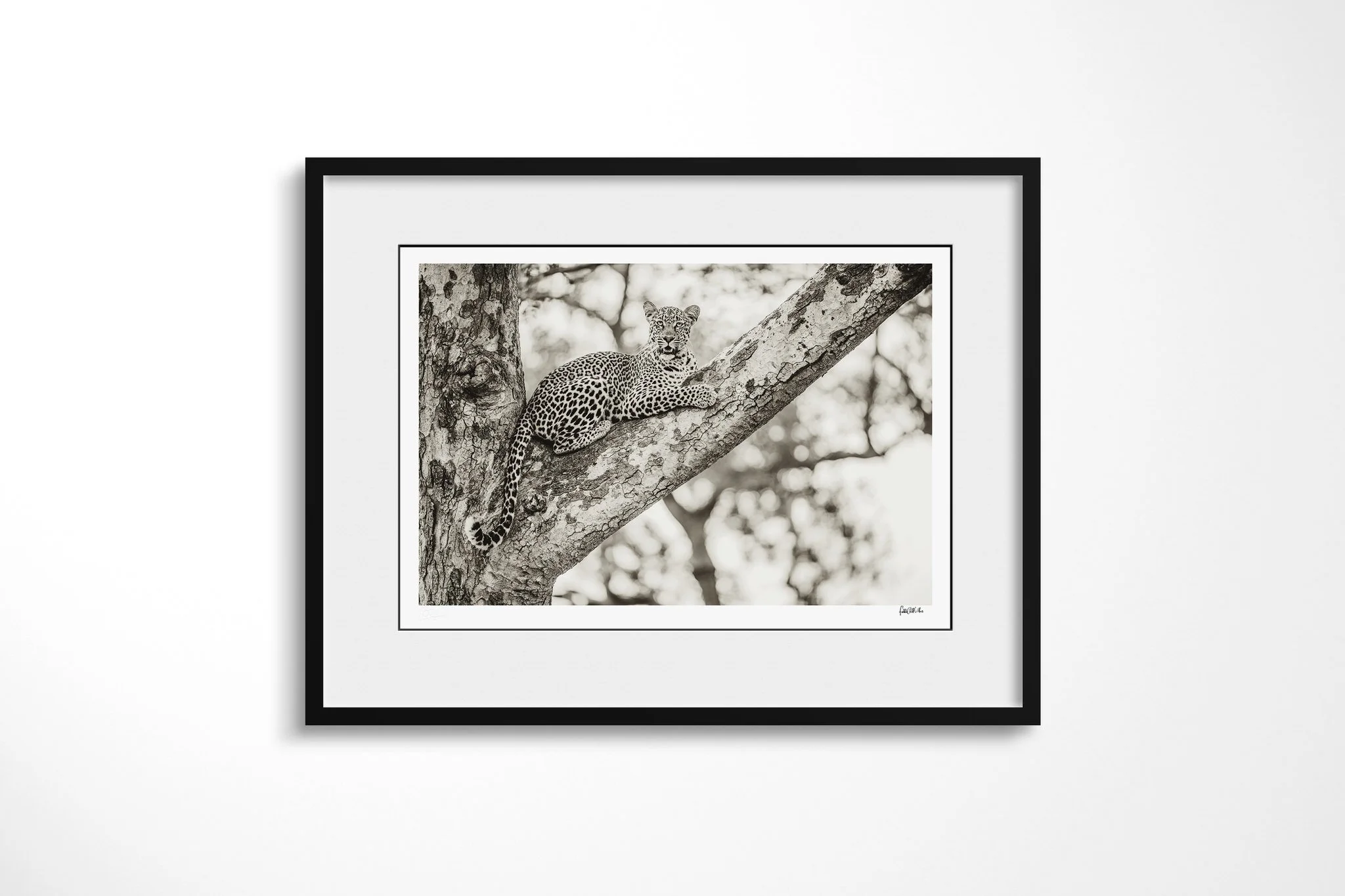 Framed presentation of Distinguished with a white mount and black frame, showing leopard reclining along a thick angled branch, facing the camera with forelegs extended.
