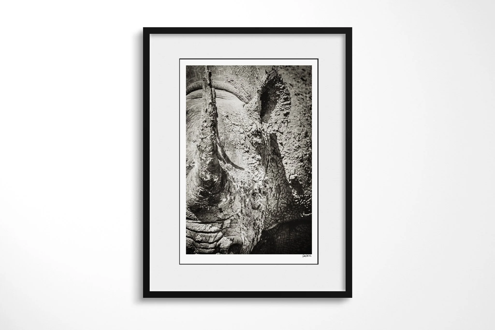 Framed presentation of Fragile with a white mount and black frame, showing extreme close view of a rhinoceros face and horns, with cracked dried mud across the skin.