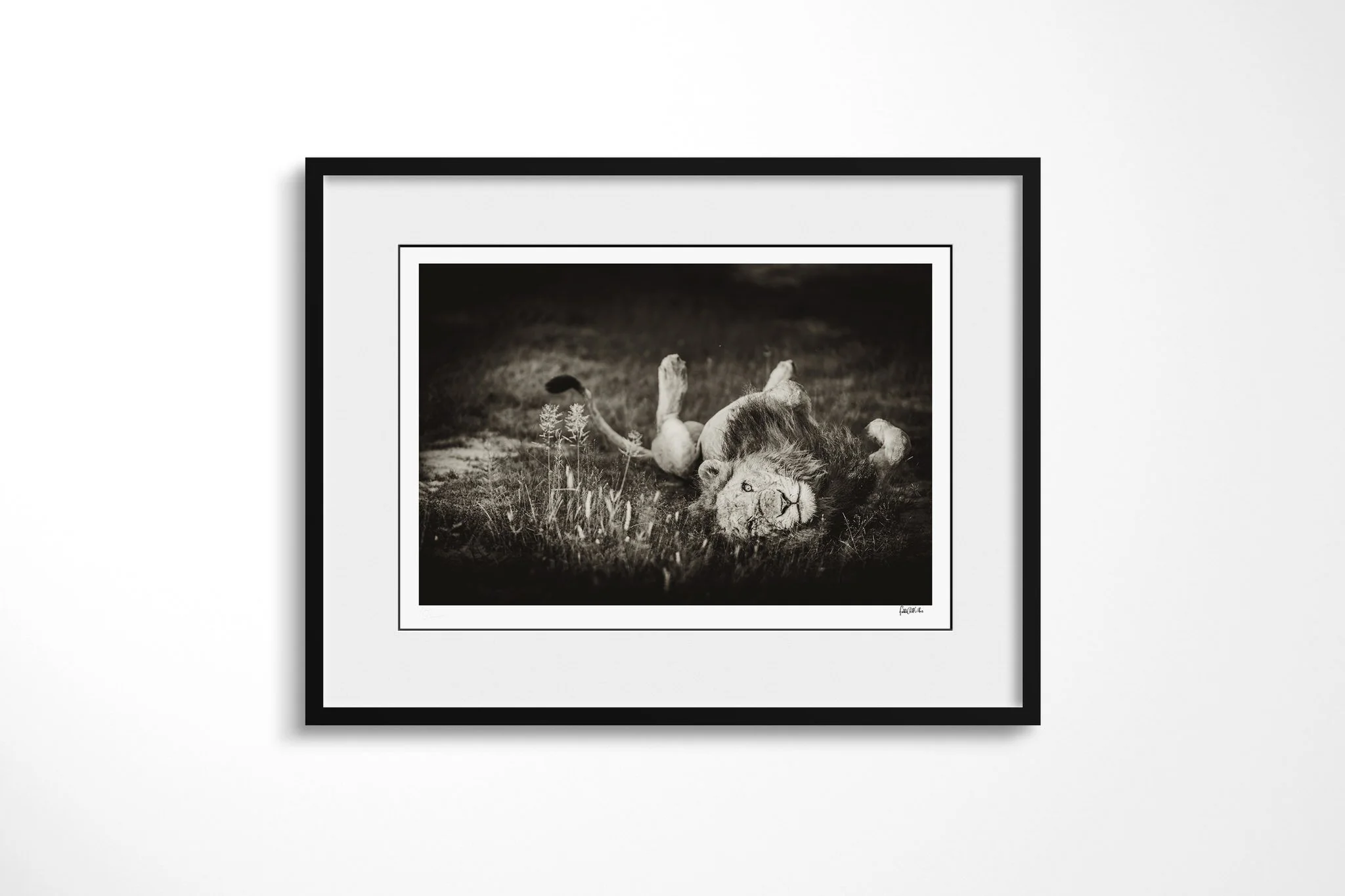Framed presentation of Playful with a white mount and black frame, showing maned lion lying on its back in grass with its forepaws raised and body partly twisted.