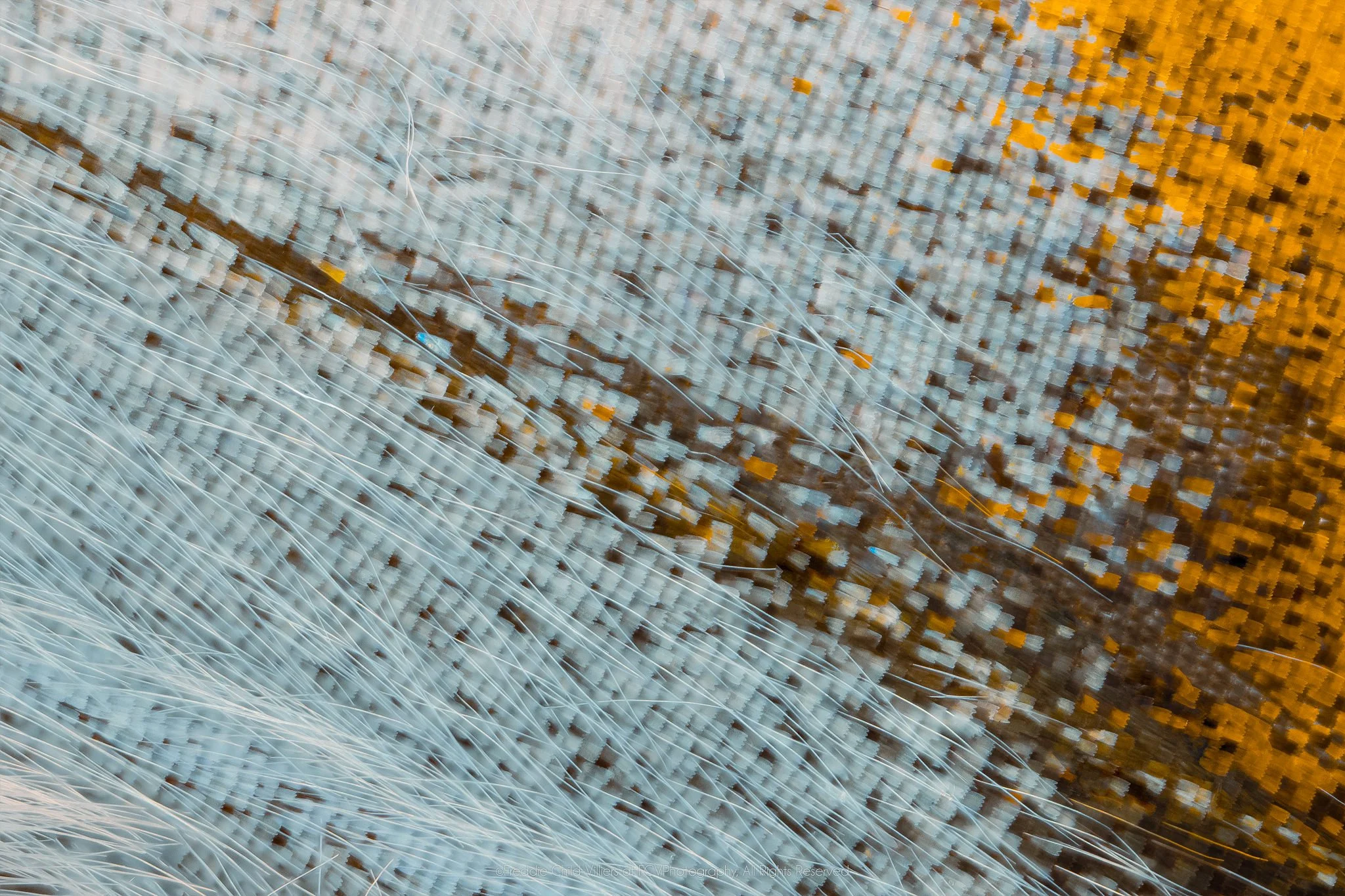 Extreme macro detail of pale blue-grey scales meeting amber-yellow across an irregular brown band and fine pale fibres.