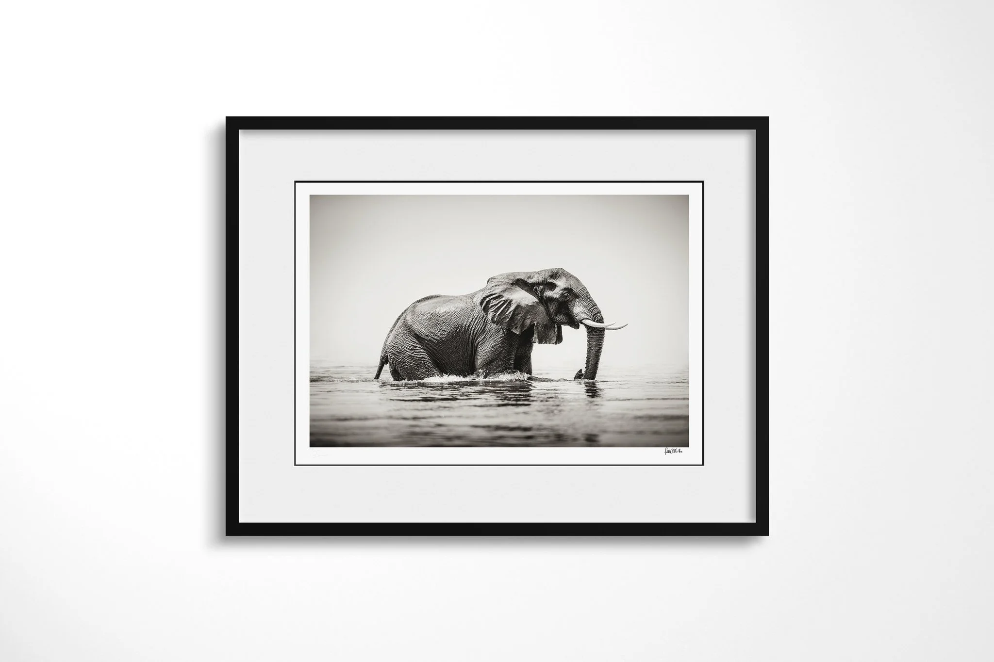 Framed presentation of Immersed with a white mount and black frame, showing african savanna elephant standing in water with its trunk lowered into the dark surface.