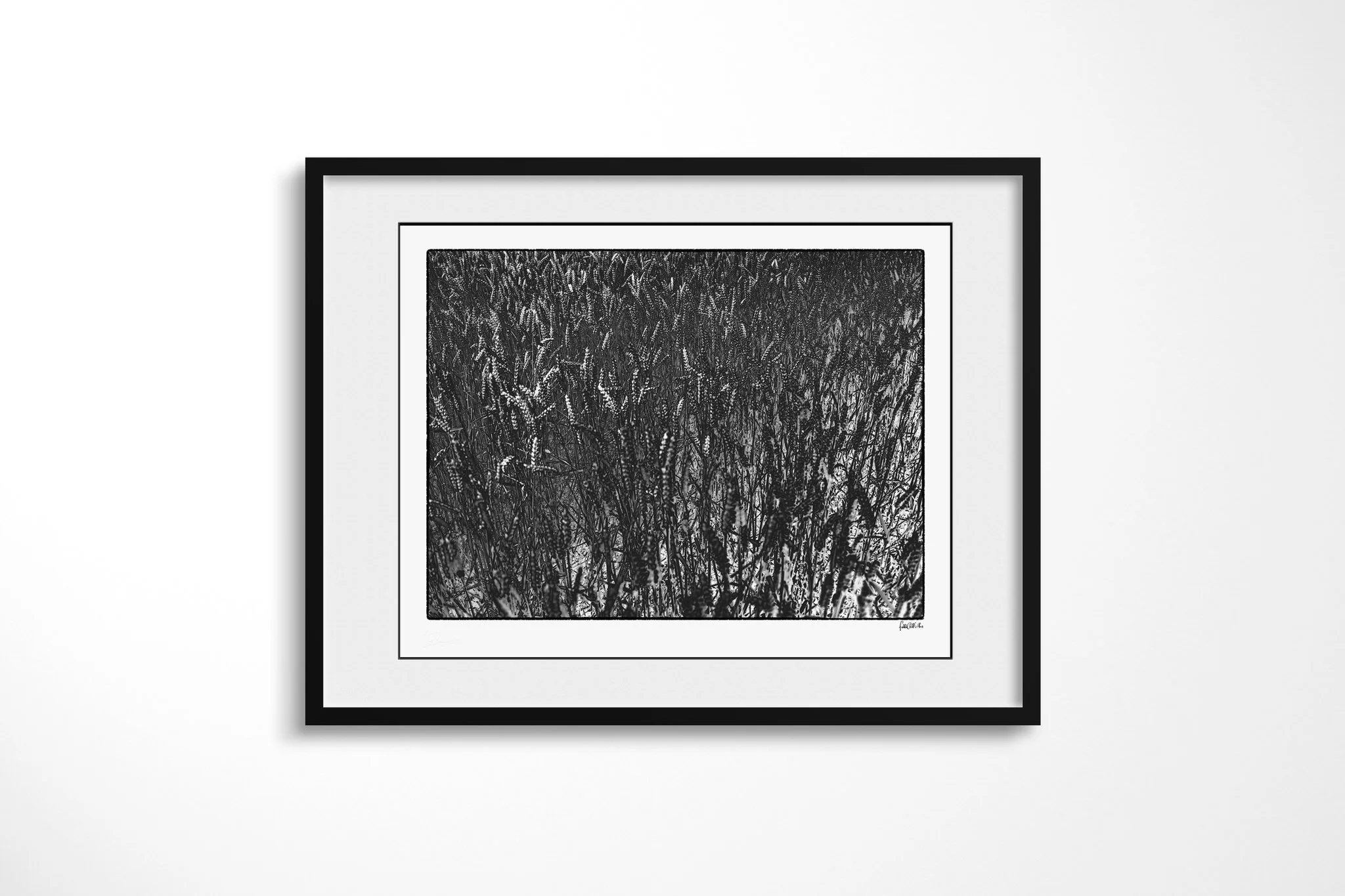 Black-framed presentation of Harvest with a wide white mount, featuring a dense monochrome field of grain-like seed heads and slender overlapping stems.
