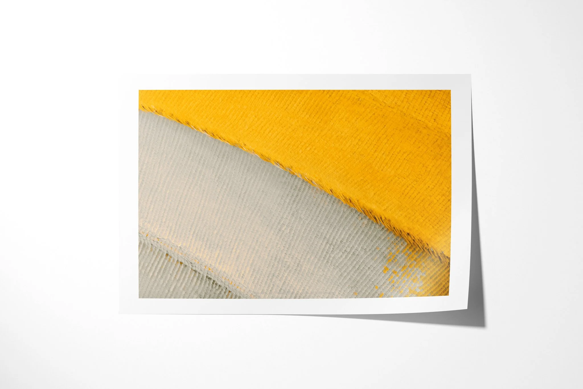 Fine art paper print of Cymothoe beckeri (Male) - Cymothoe Tribe III, showing a curved boundary between golden-yellow and pale grey-blue wing scales with fine edge hairs.
