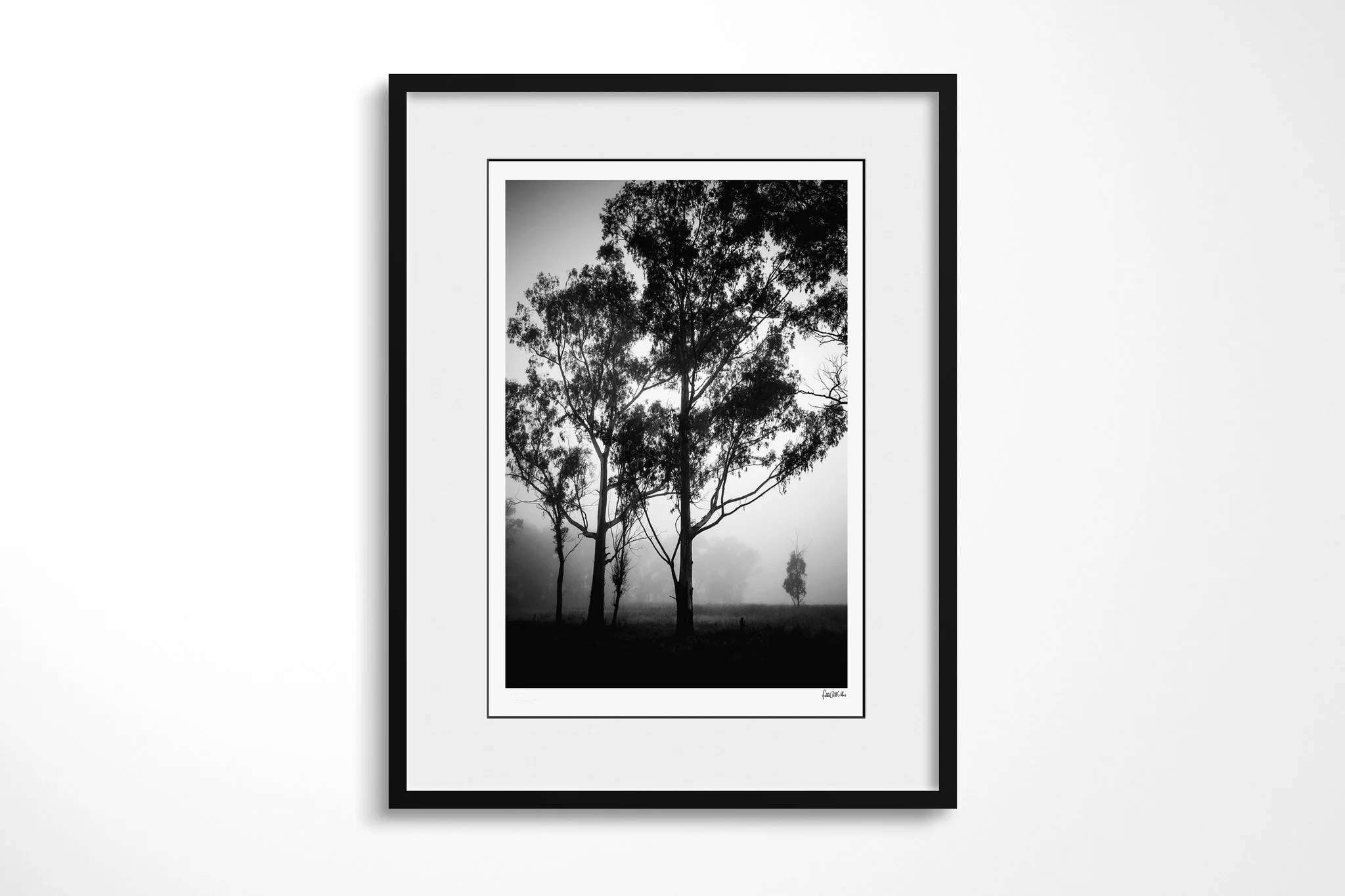 Daze presented in a black frame with a white mount, depicting tall dark trees in dense fog, with a smaller solitary tree fading into the pale distance.