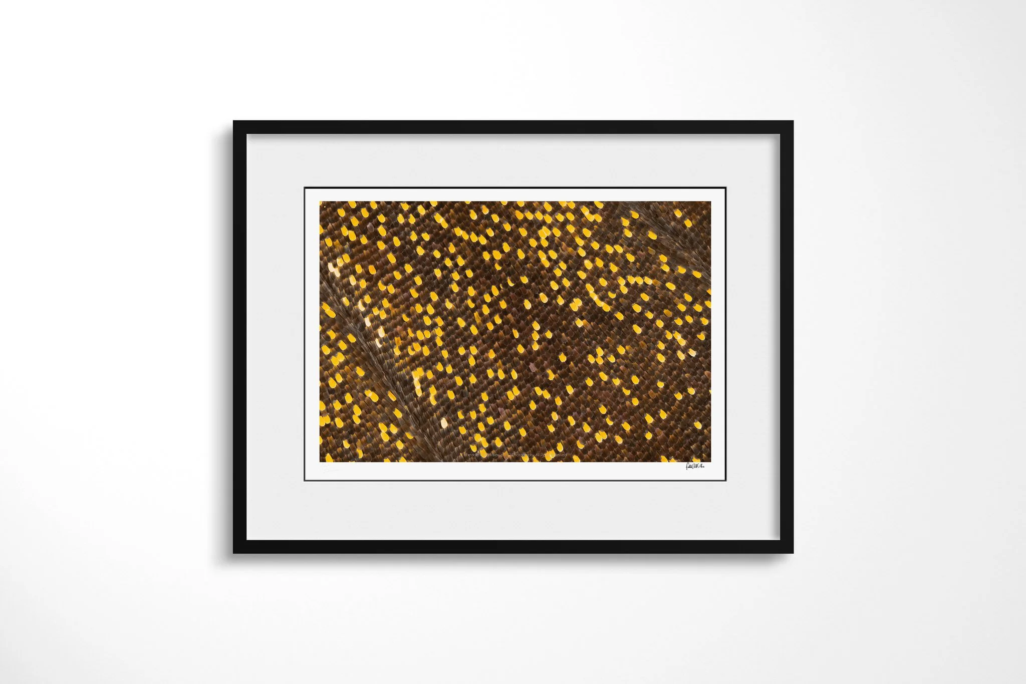 Black-framed presentation of Papilio antenor - Papilionini Tribe II with a white mount, showing dense yellow and cream scale dots curving across a dark brown butterfly wing surface.