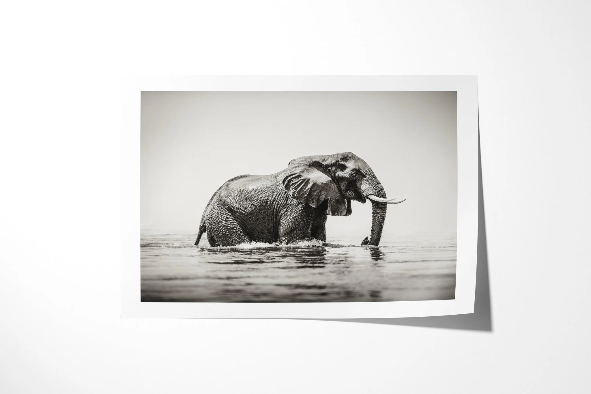 Fine art paper print of Immersed, showing african savanna elephant standing in water with its trunk lowered into the dark surface.
