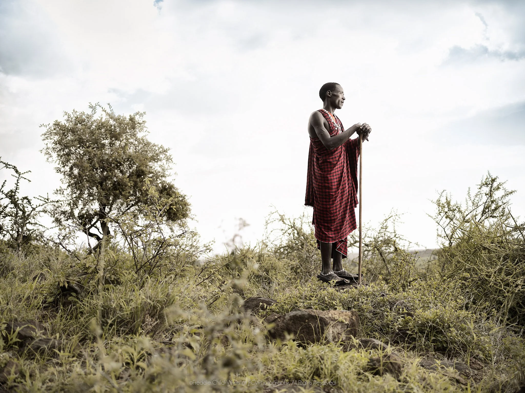 Loboe, a Maasai man with a staff standing on a low rise amid dense green scrub.