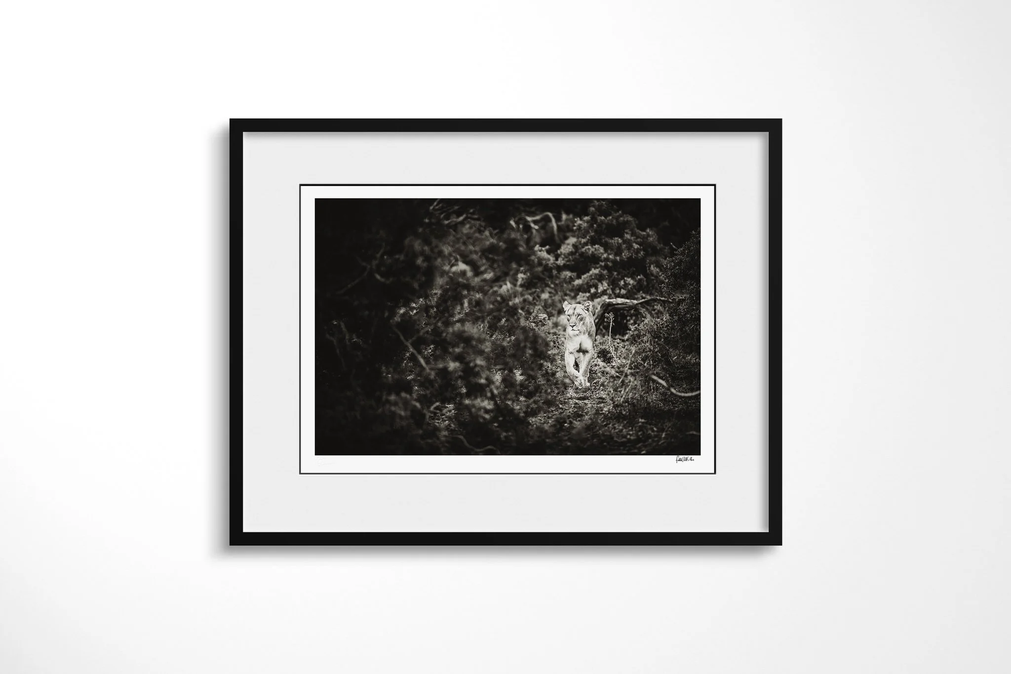 Framed presentation of Saunter with a white mount and black frame, showing lioness walking forward through dense dark vegetation, her face and forelegs emerging from shadow.