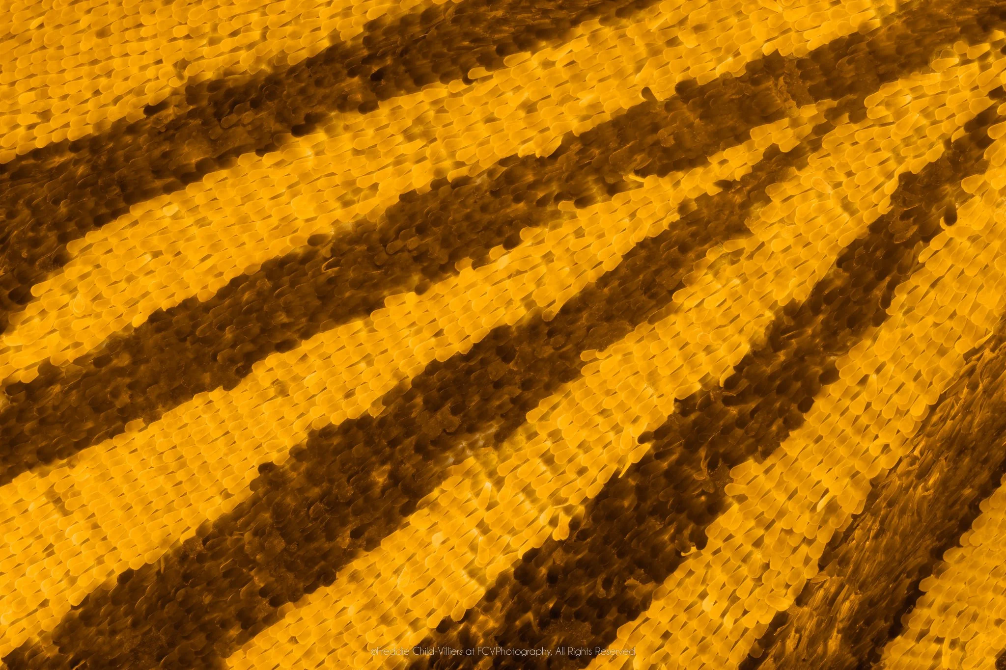 Extreme macro detail of dark brown diagonal stripes fanning across saturated golden-yellow wing scales.
