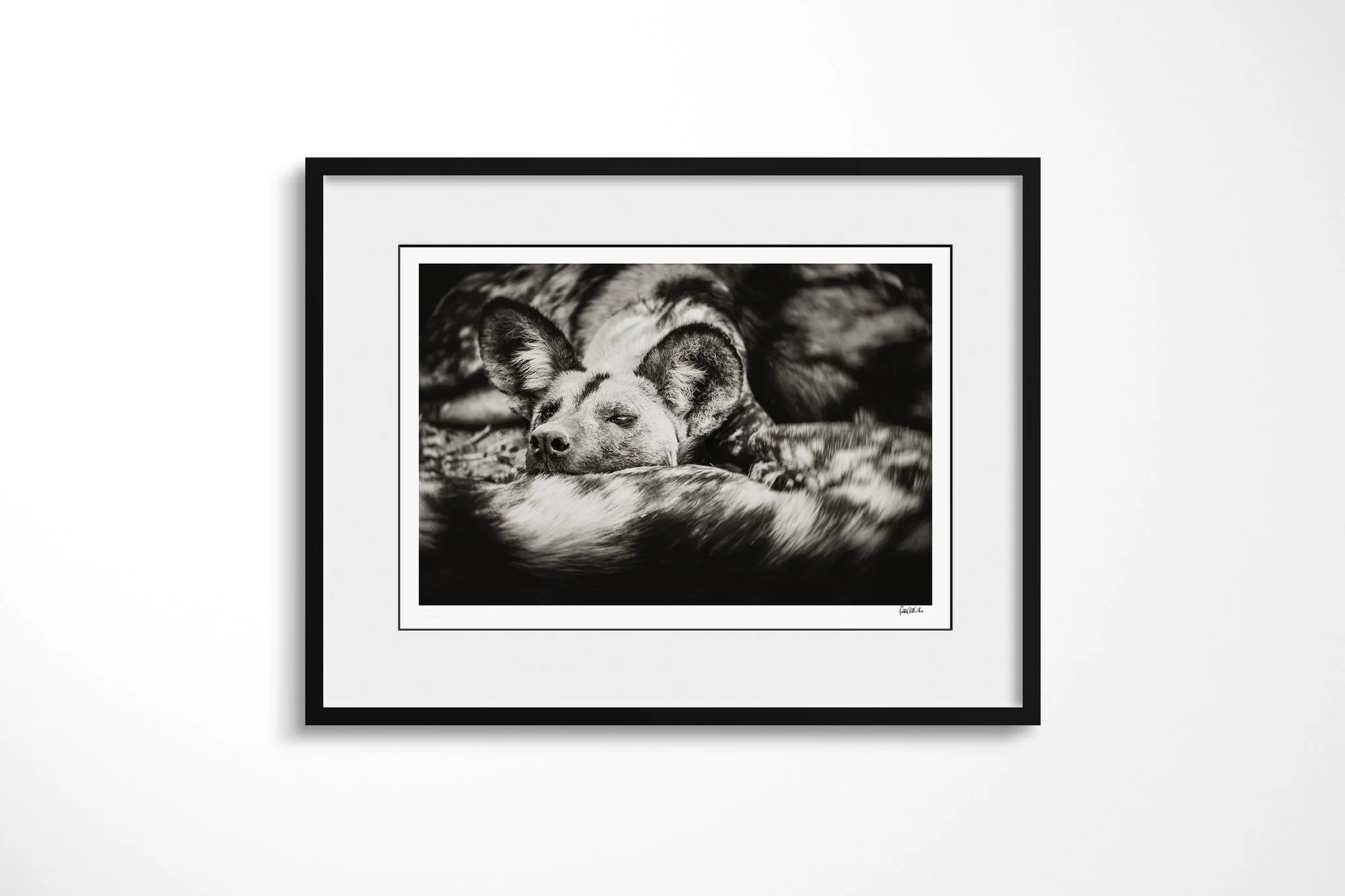 Framed presentation of Gaze II with a white mount and black frame, showing african wild dog resting with its head between the mottled bodies of other pack members.