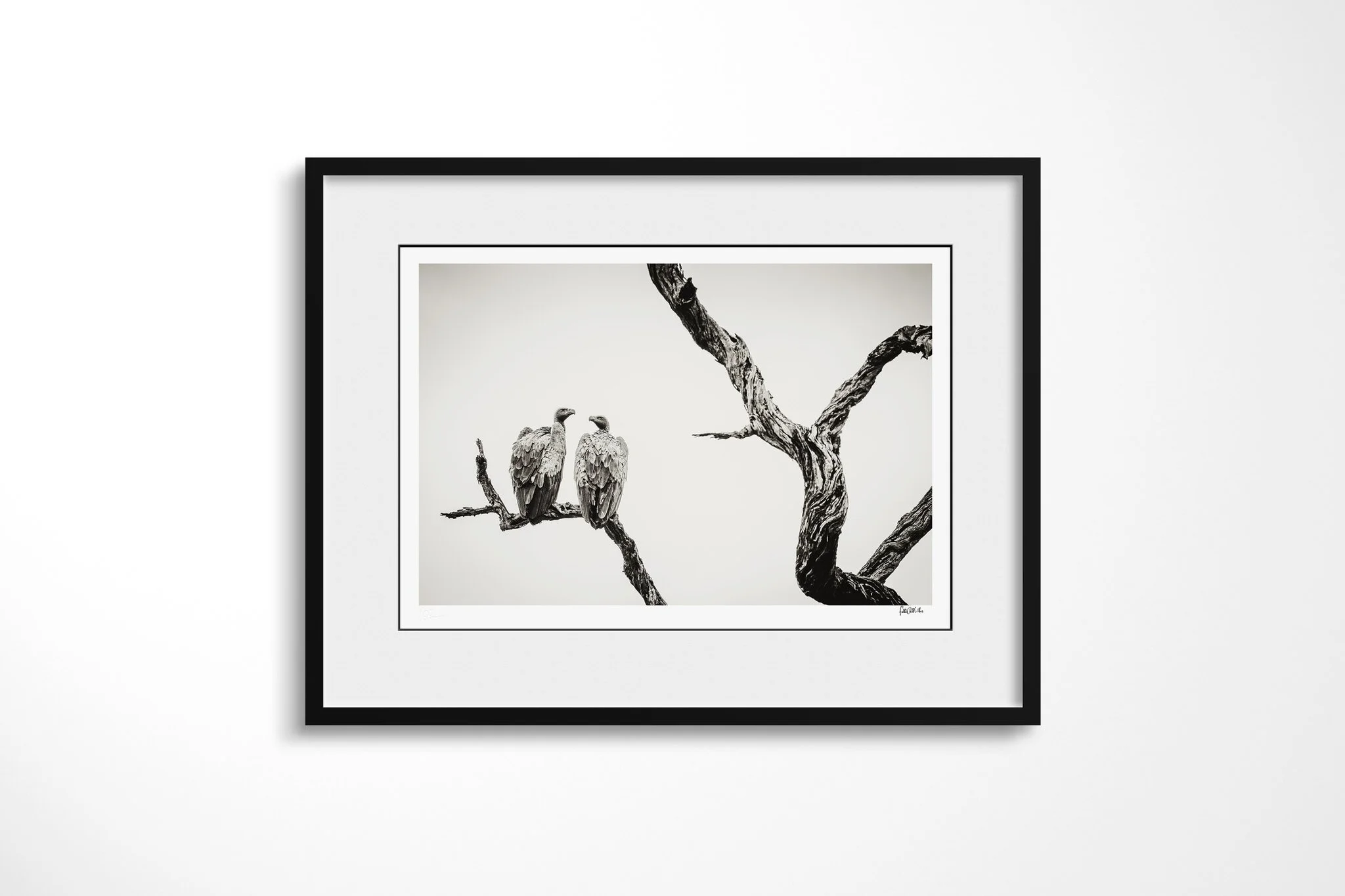 Framed presentation of Vultures with a white mount and black frame, showing two large Gyps-type vultures perched together on a bare dead branch.