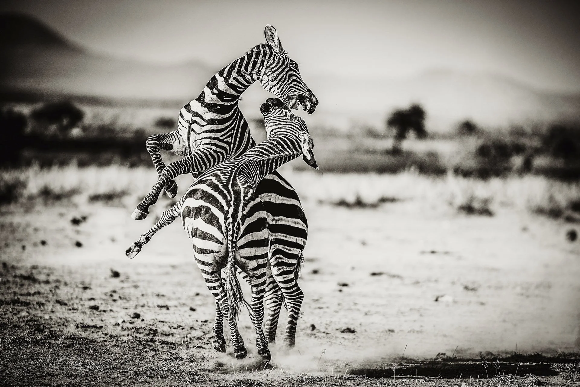 Two plains zebras rearing together, one pressing raised forelegs against the other.