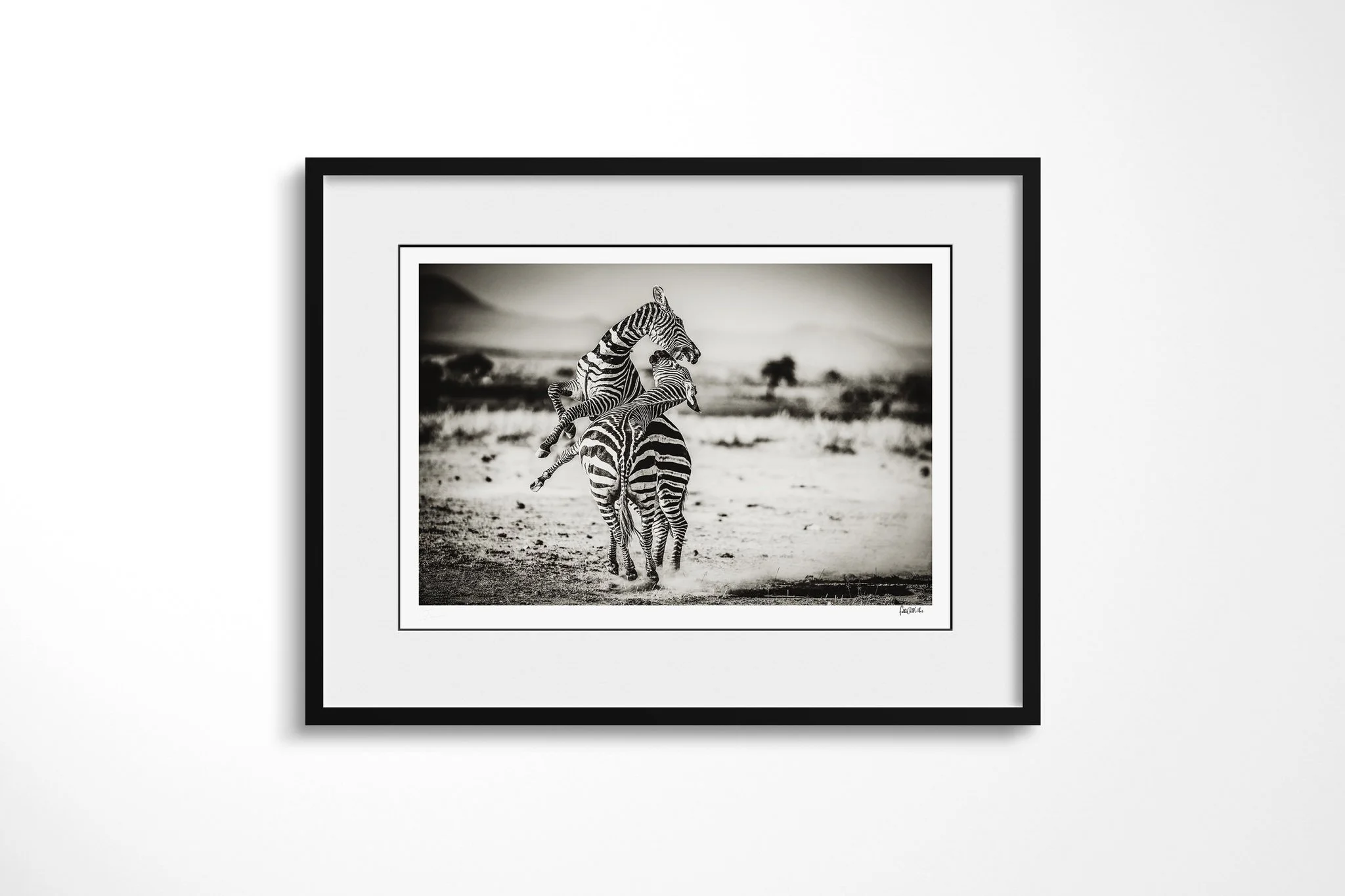 Framed presentation of Dominance with a white mount and black frame, showing two plains zebras rearing together, one pressing raised forelegs against the other.