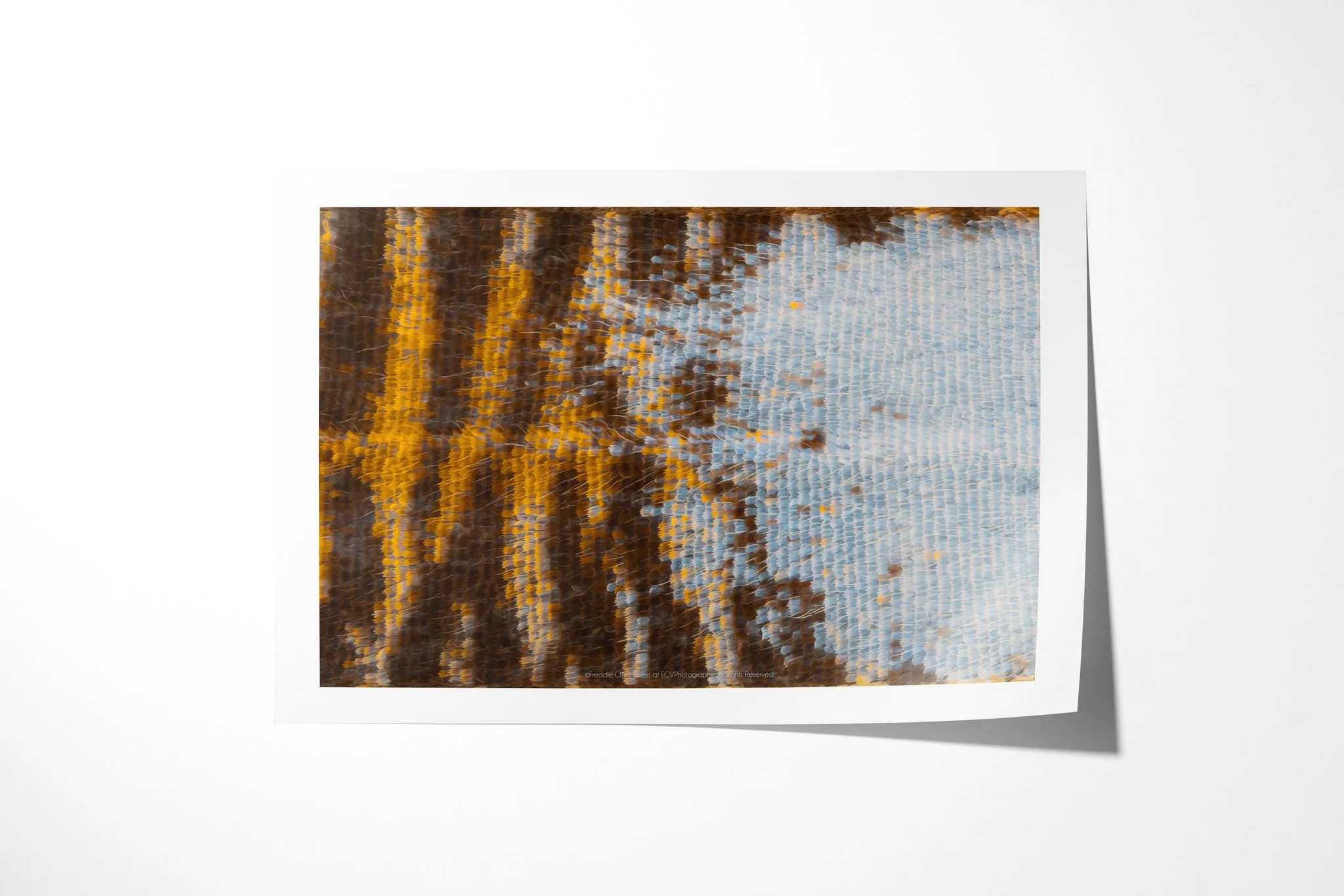 Fine art paper print of Elymniopsis bammakoo - Elymniopsis Tribe, showing vertical brown and amber bands meeting a pale blue-grey field of closely ordered wing scales.