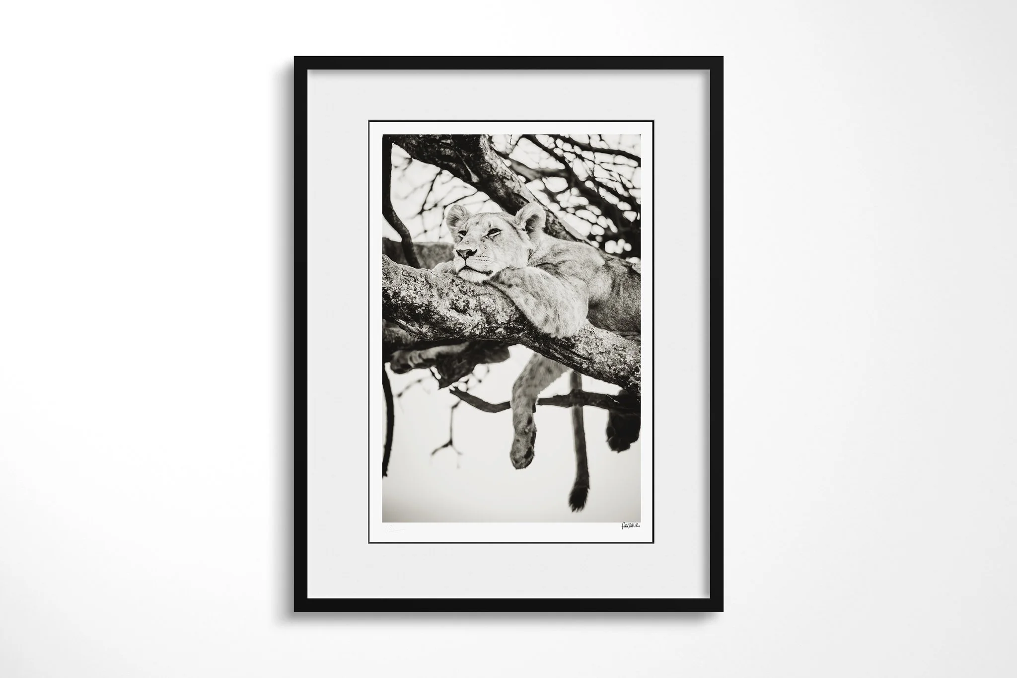 Framed presentation of Hanging I with a white mount and black frame, showing lion reclining across a tree branch with a foreleg and hind leg hanging below in a vertical frame.