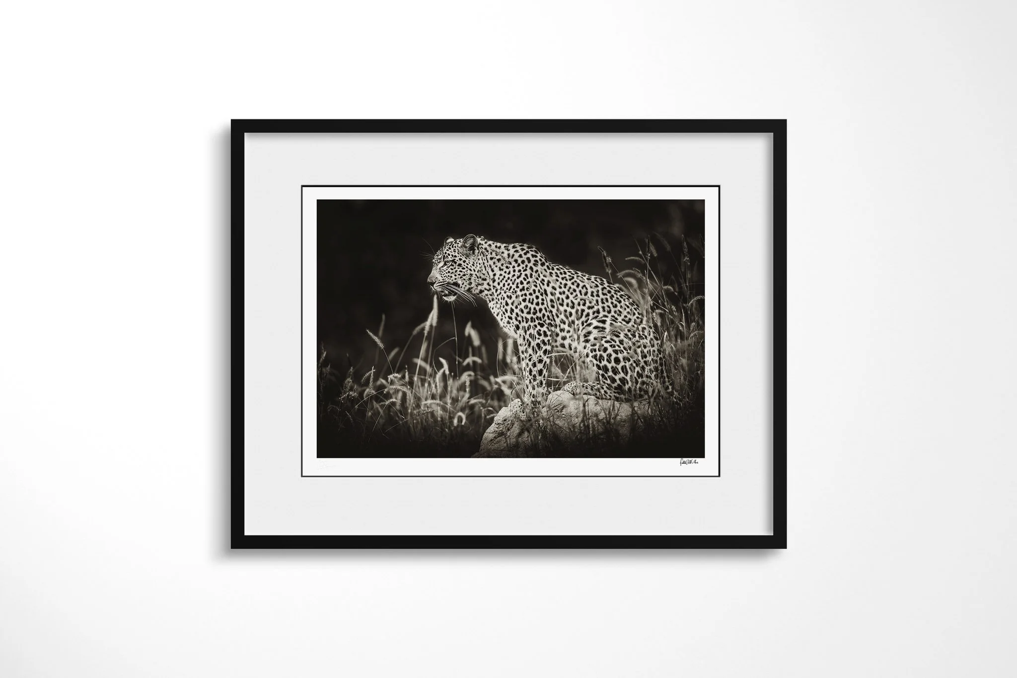 Framed presentation of Judgement with a white mount and black frame, showing leopard standing on a rock in dark grass, body in profile and head turned towards the camera.