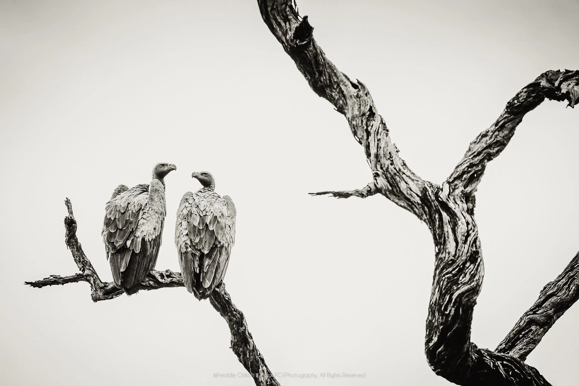 Two large Gyps-type vultures perched together on a bare dead branch
