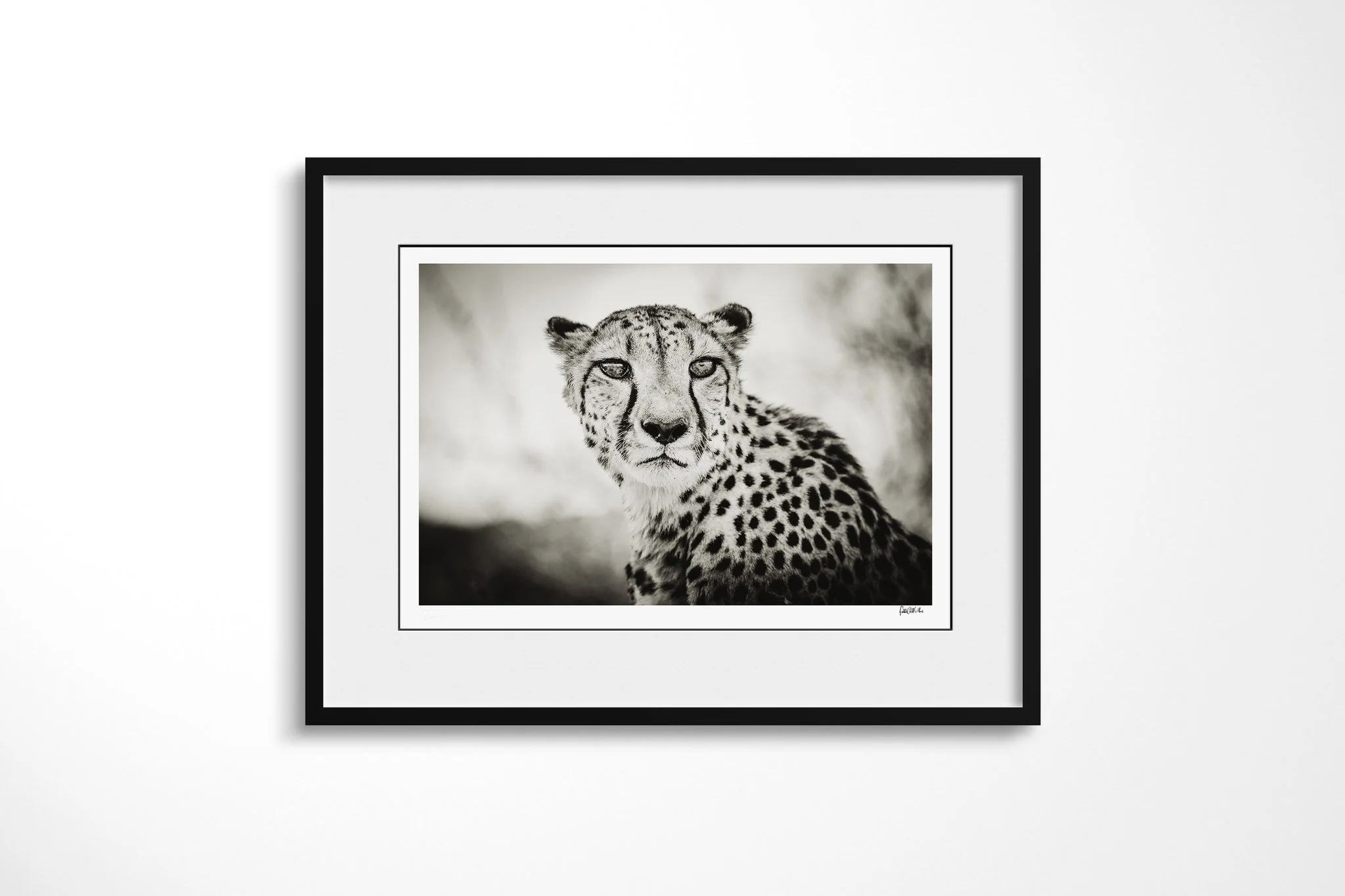 Framed presentation of An Eye For An Eye with a white mount and black frame, showing close monochrome portrait of a cheetah facing the camera with a level gaze and dark tear marks.