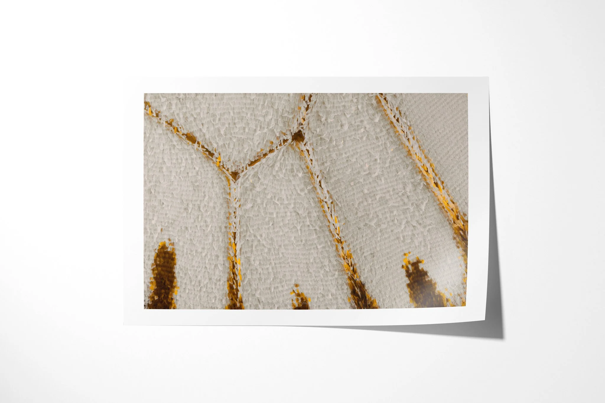 Fine art paper print of Papilio gallienus - Papilionini Tribe III, showing warm white wing scales crossed by branching ochre-brown veins and dark tapered markings.