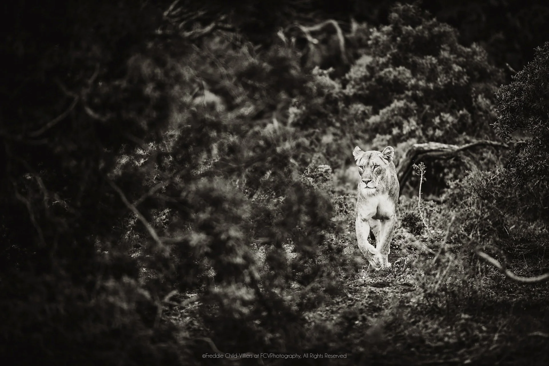 Lioness walking forward through dense dark vegetation, her face and forelegs emerging from shadow.