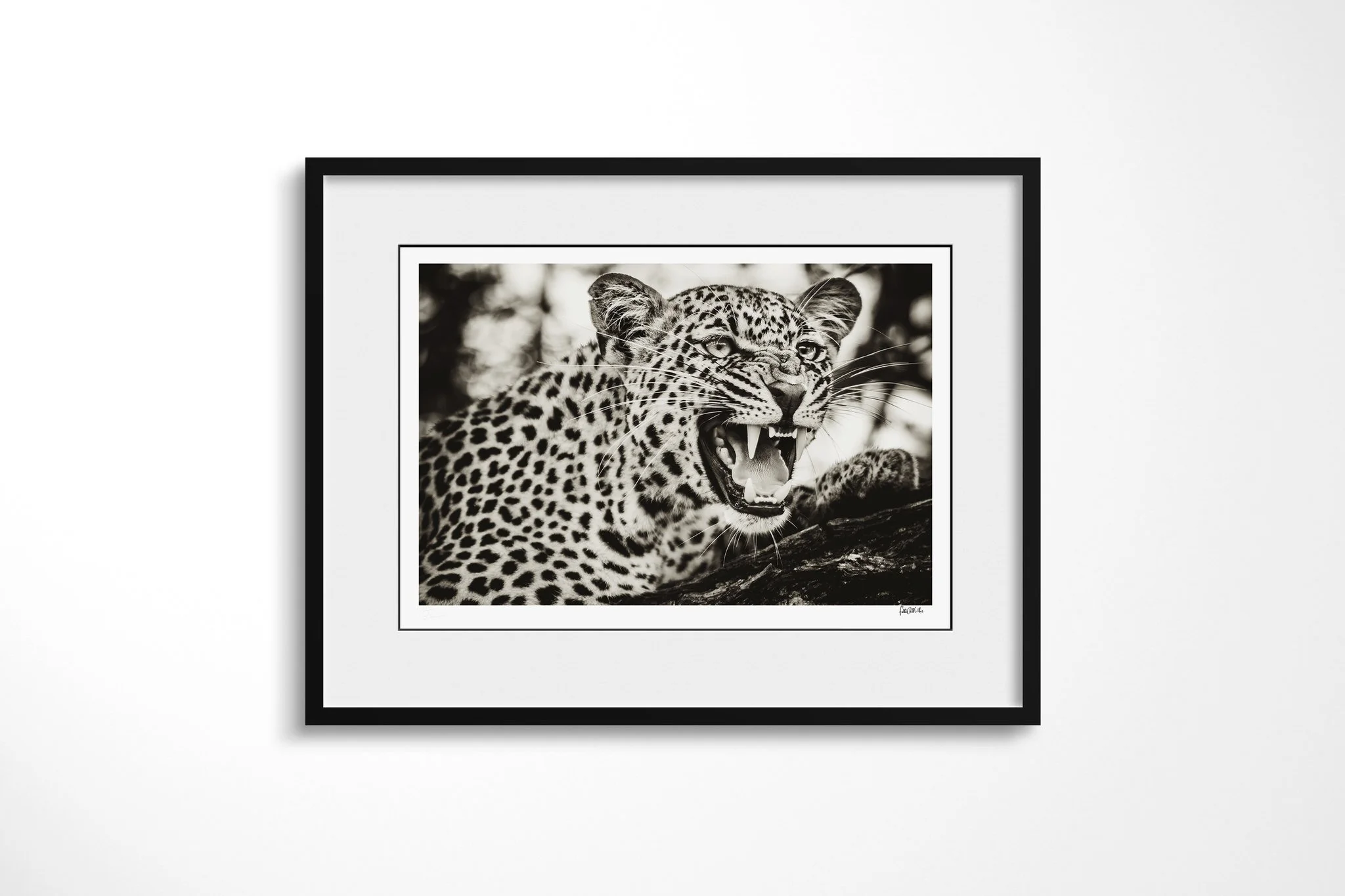 Framed presentation of The Snarl with a white mount and black frame, showing close leopard portrait with mouth open, upper lip raised and canines visible.