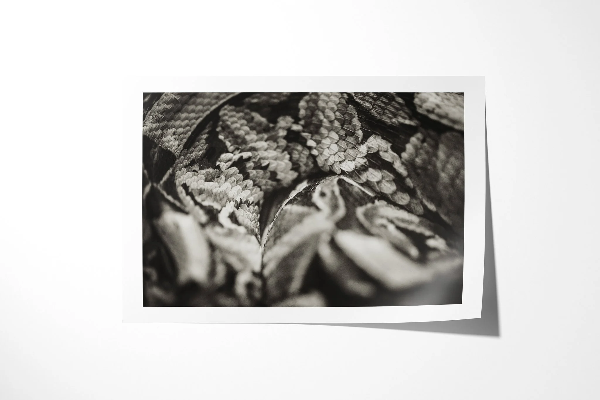 Fine art paper print of Scales, showing extreme close view of broad overlapping snake scales arranged in dense diagonal layers.