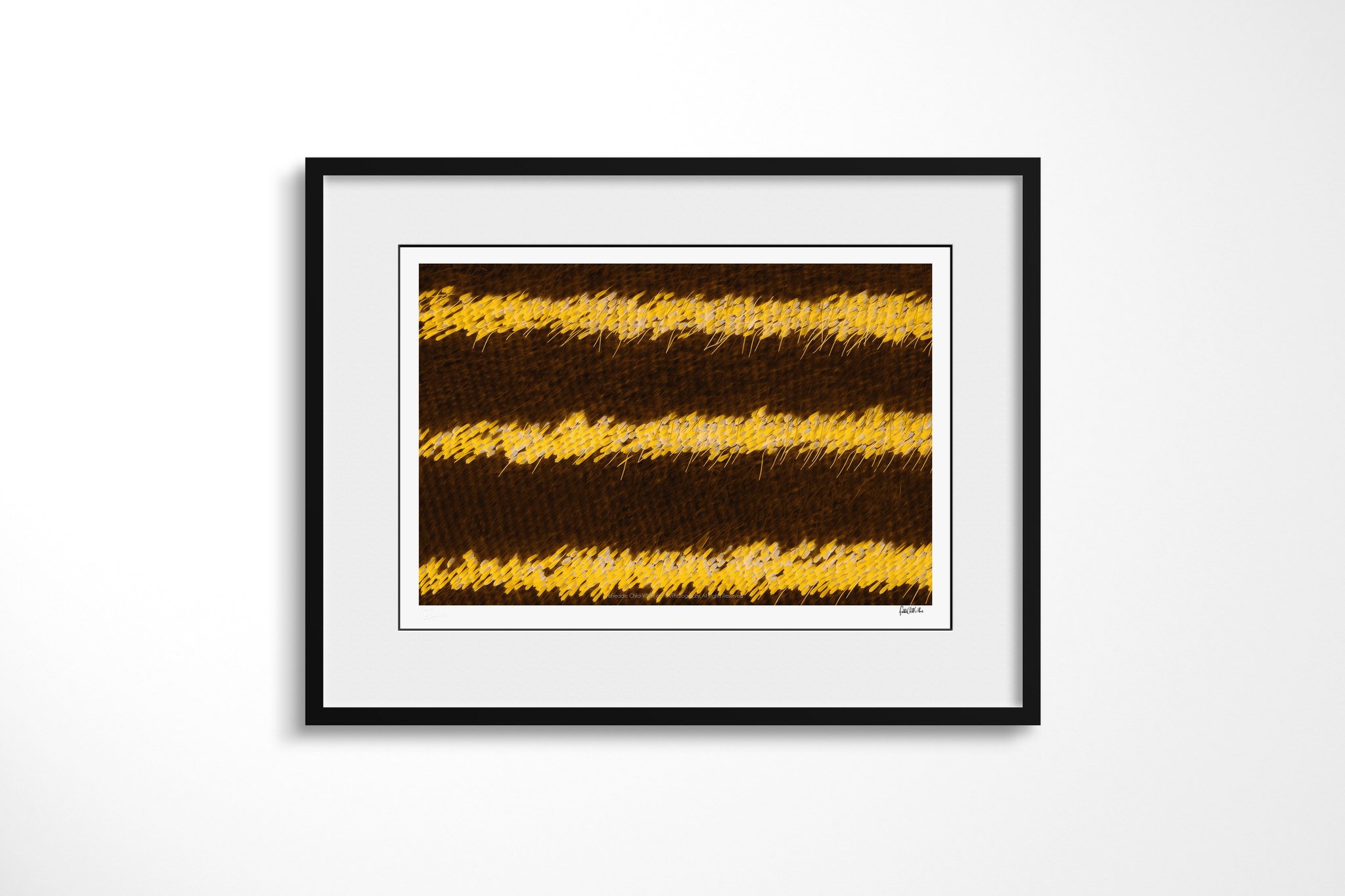 Black-framed presentation of Papilio lormier - Papilionini Tribe III with a white mount, showing three bright yellow scale bands with fine hairs running across a deep brown wing surface.