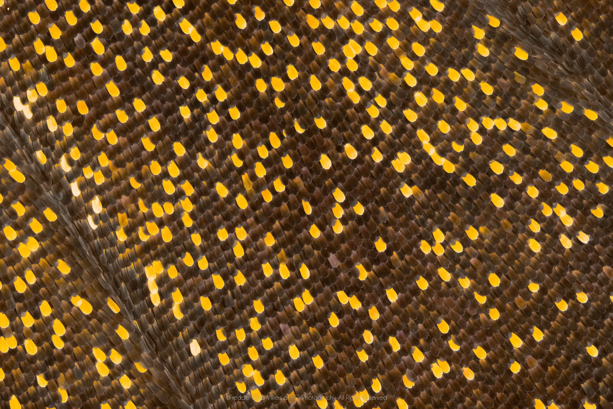 Extreme macro detail of dense yellow and cream scale dots curving across a dark brown butterfly wing surface.
