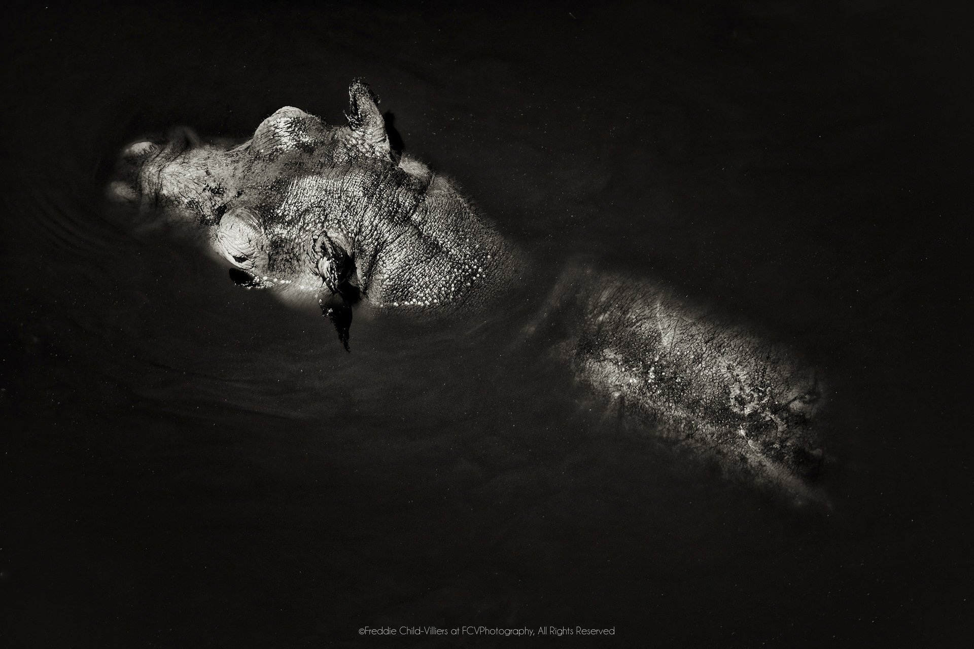 Common hippopotamus partly submerged in dark water, with head, ears and upper back above the surface.