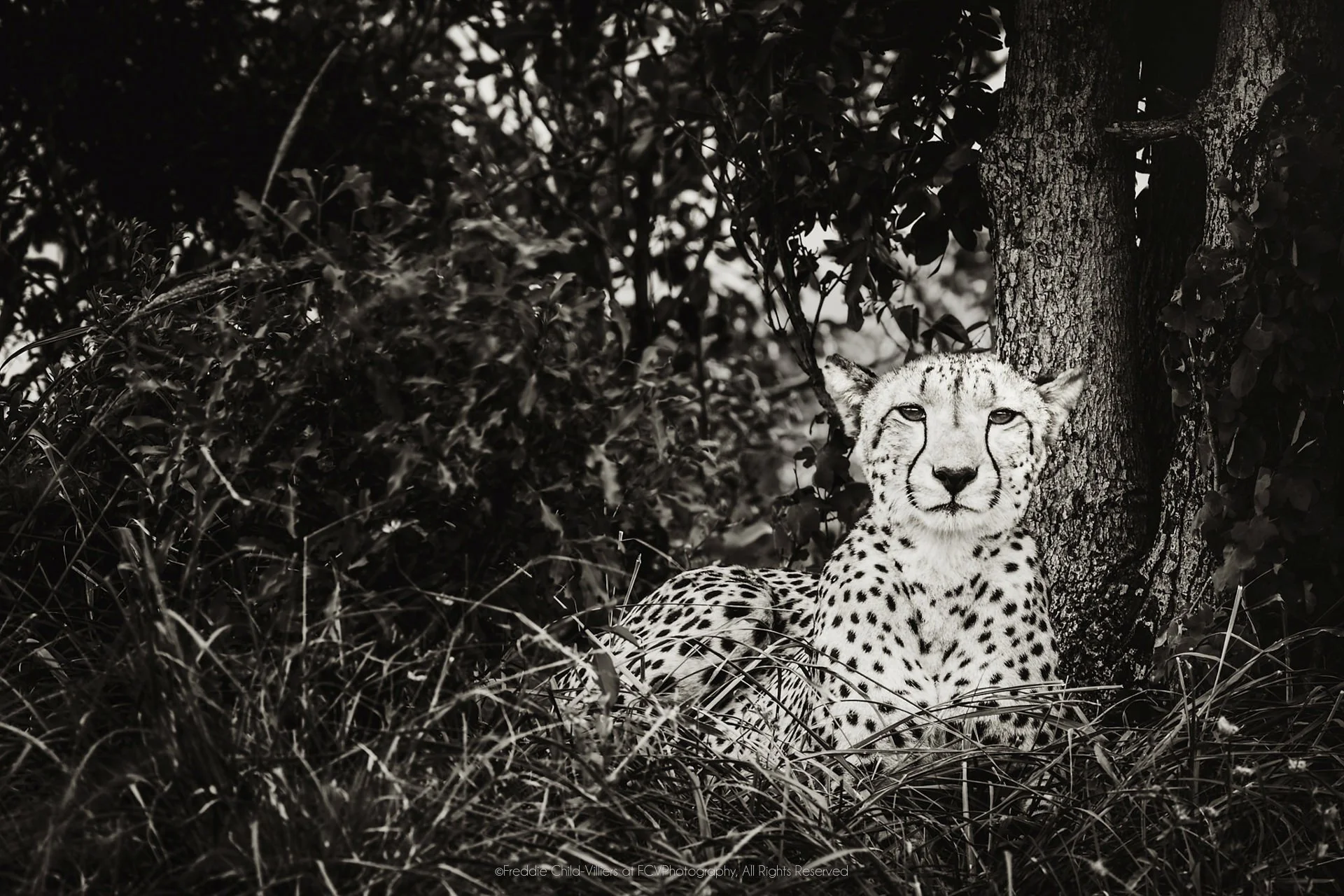 Cheetah seated in shade beside a tree, facing forward through low grass.